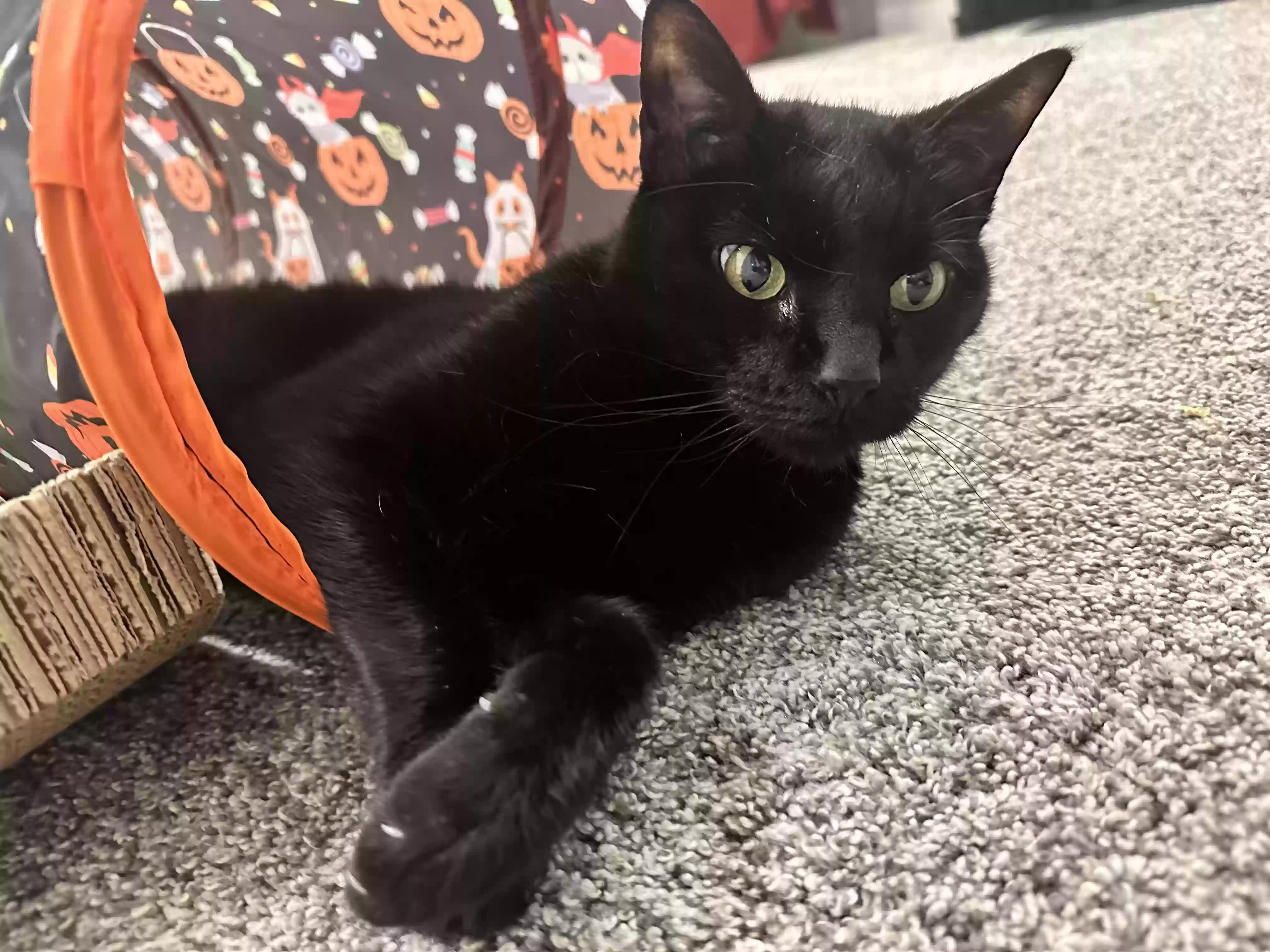 Lost cat in Littleton, CO, 80123