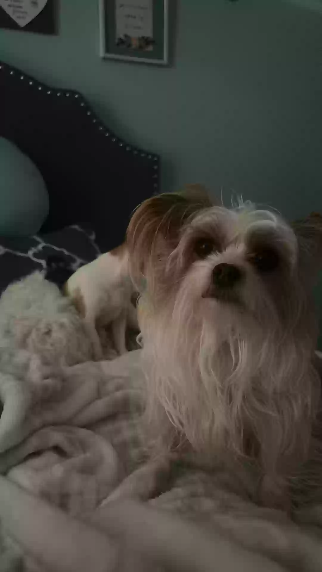 Lost dog in Mcallen, TX, 78504