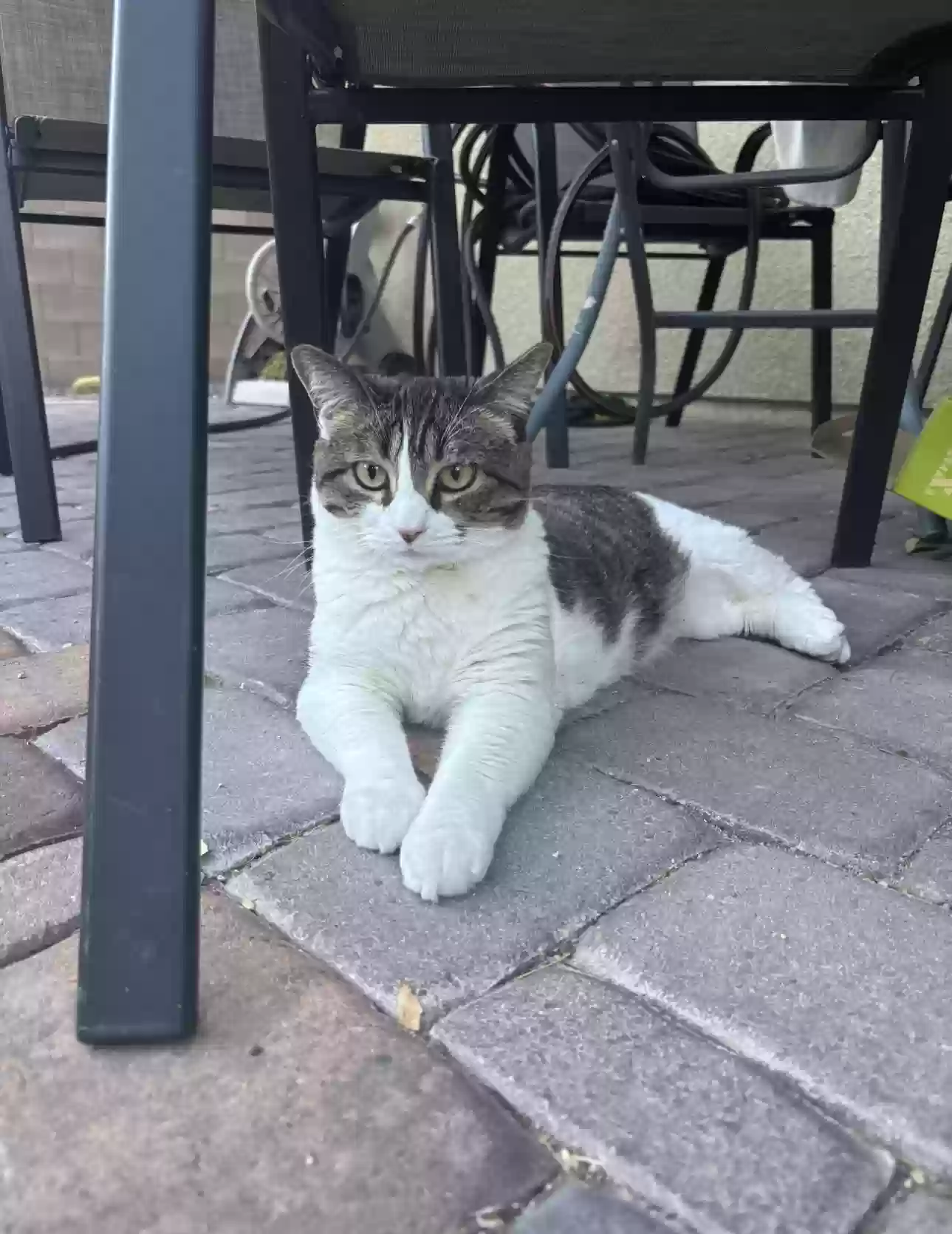 Lost cat in Las Vegas, NV, 89138