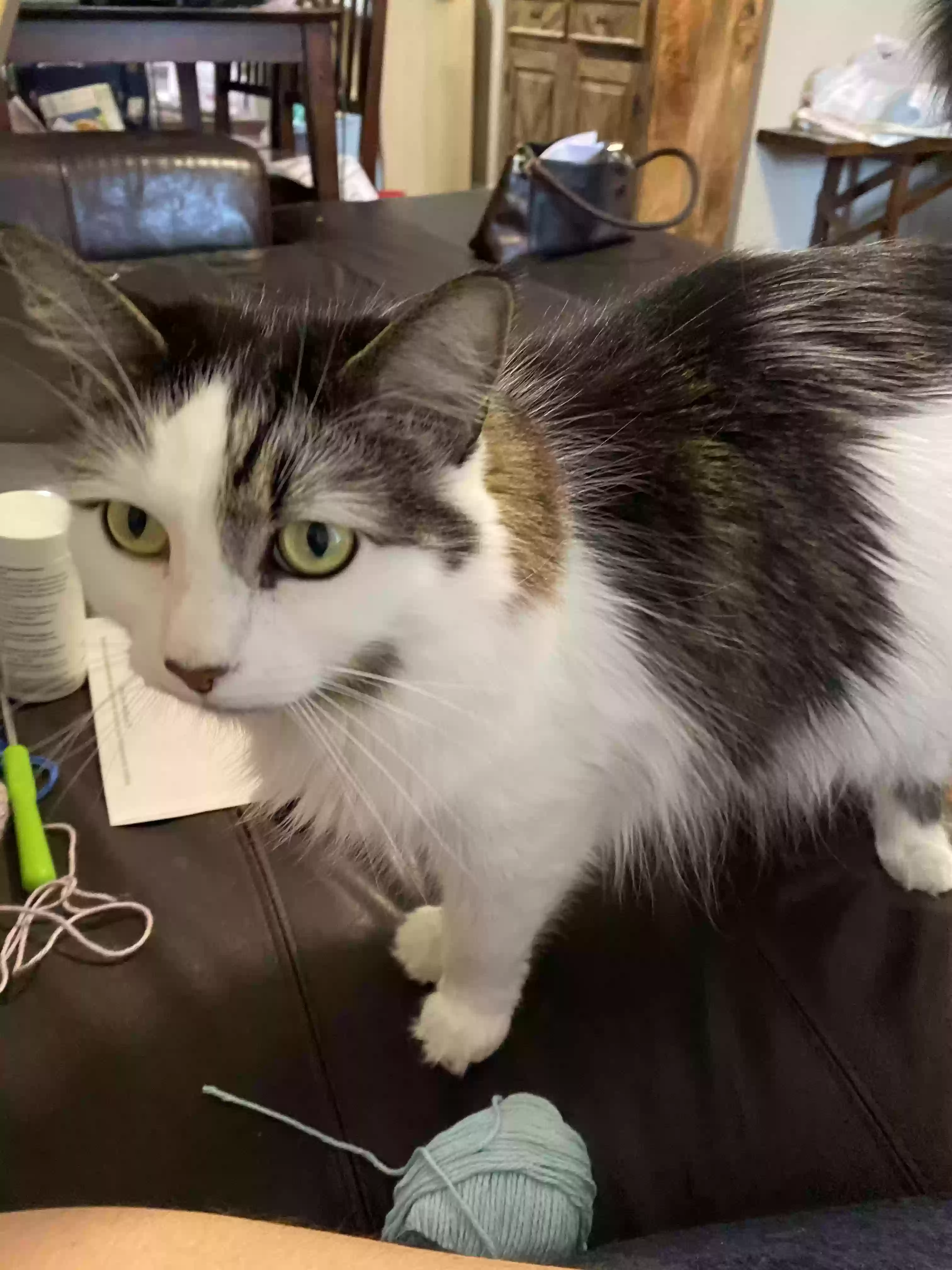 Lost cat in Round Rock, TX, 78665