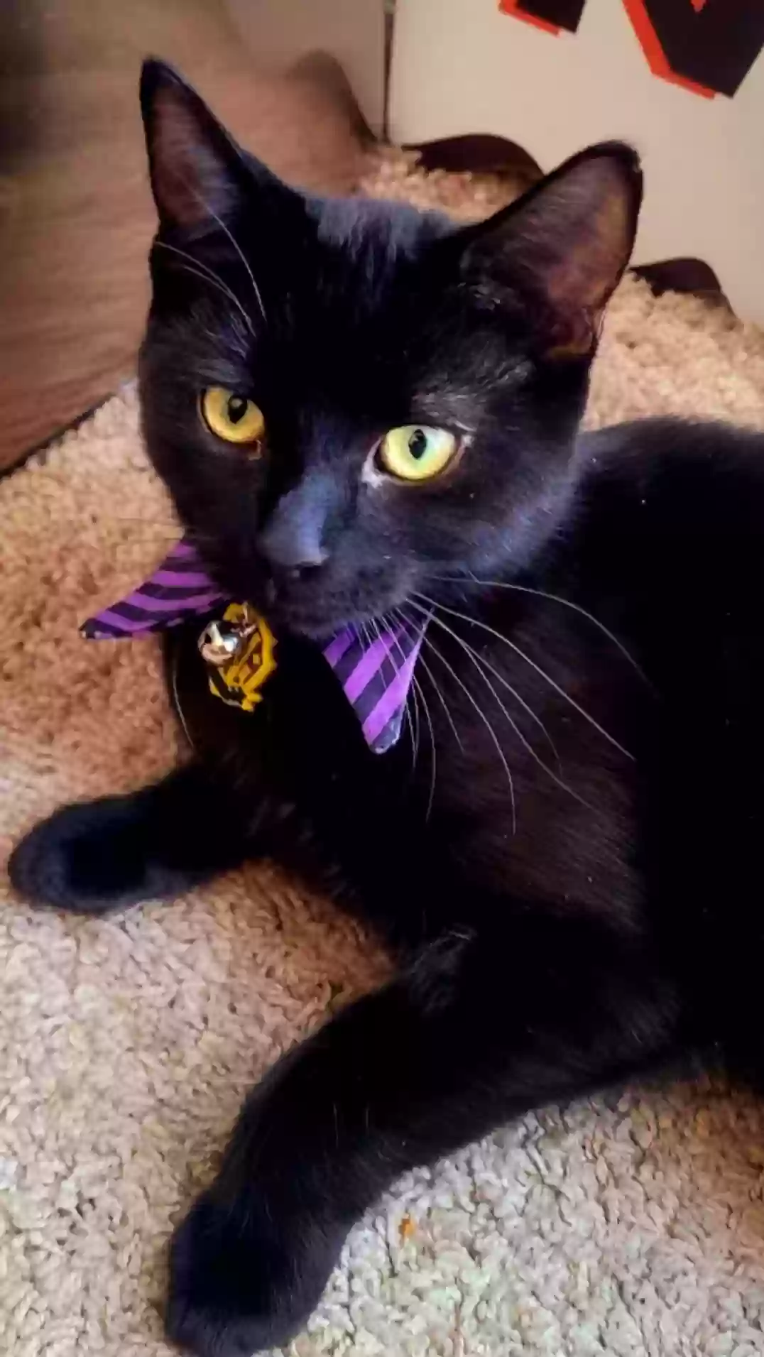Lost cat in Albuquerque, NM, 87121