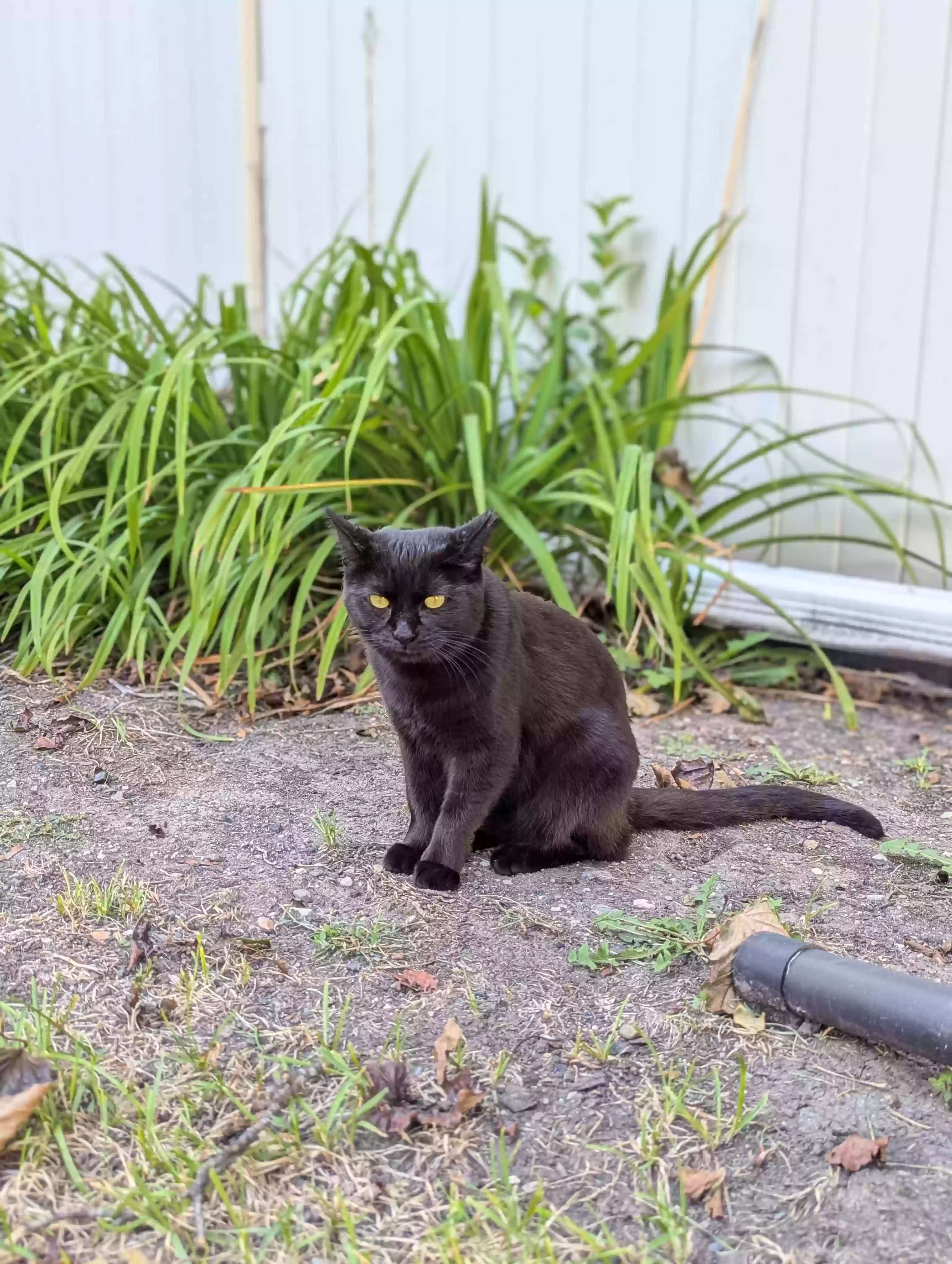 Lost cat in Chicago, IL, 60647