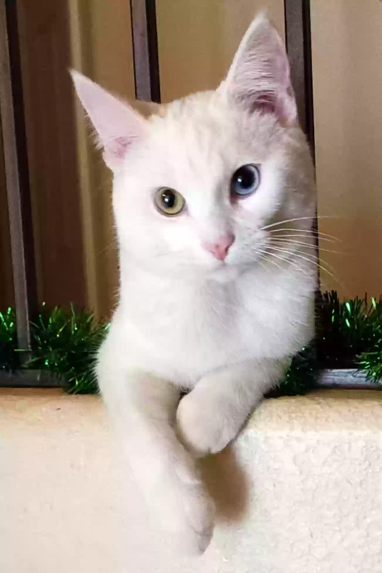 Lost cat in Avondale, AZ, 85392