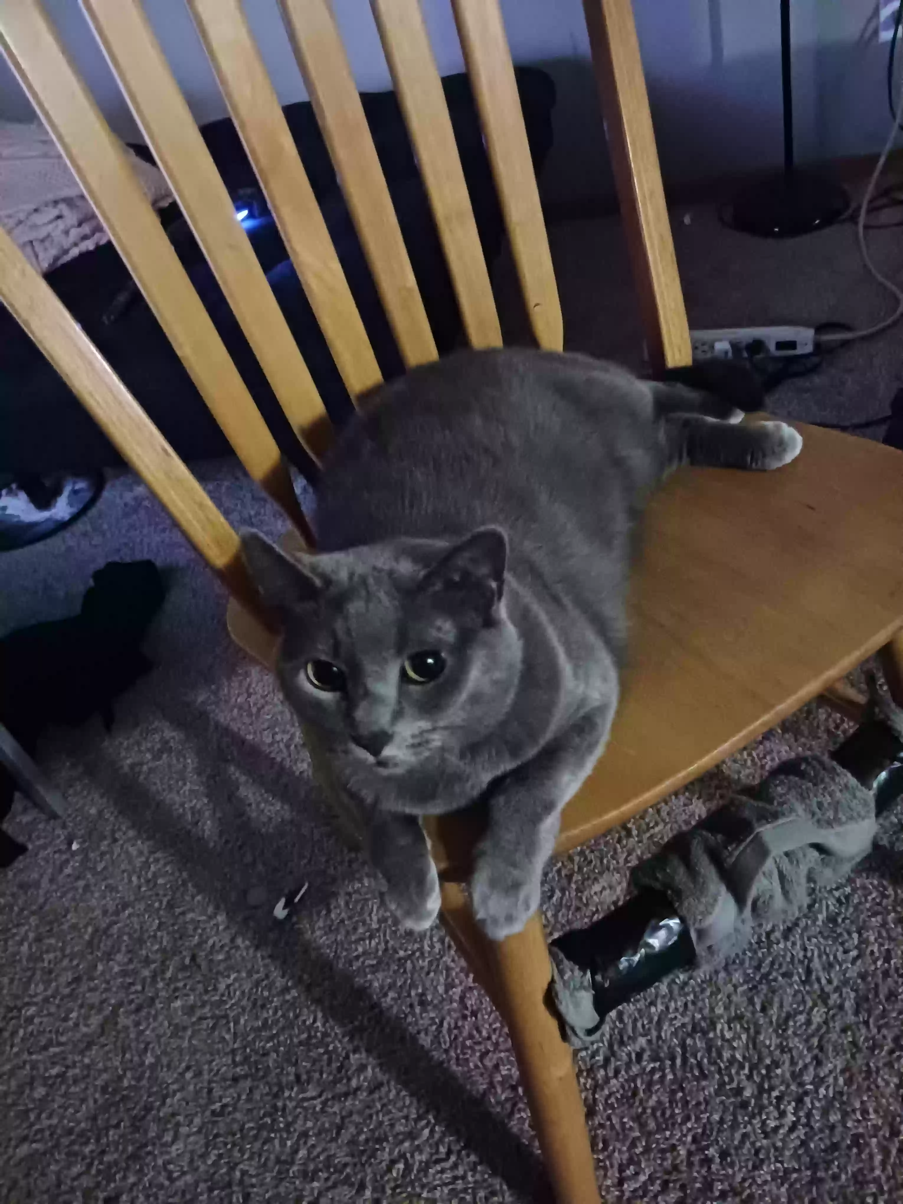 Lost cat in Saint Paul, MN, 55109