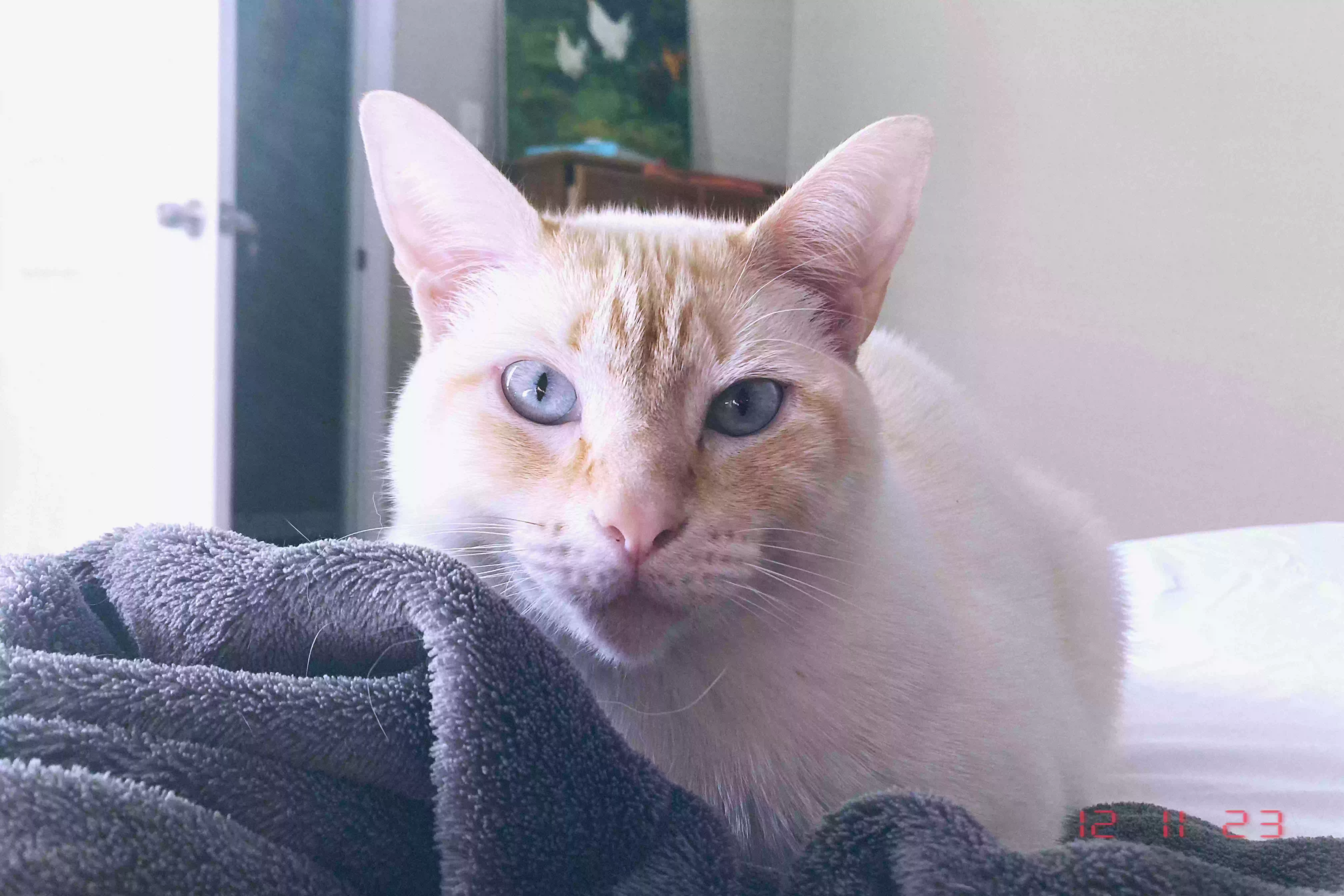Lost cat in Baton Rouge, LA, 70809