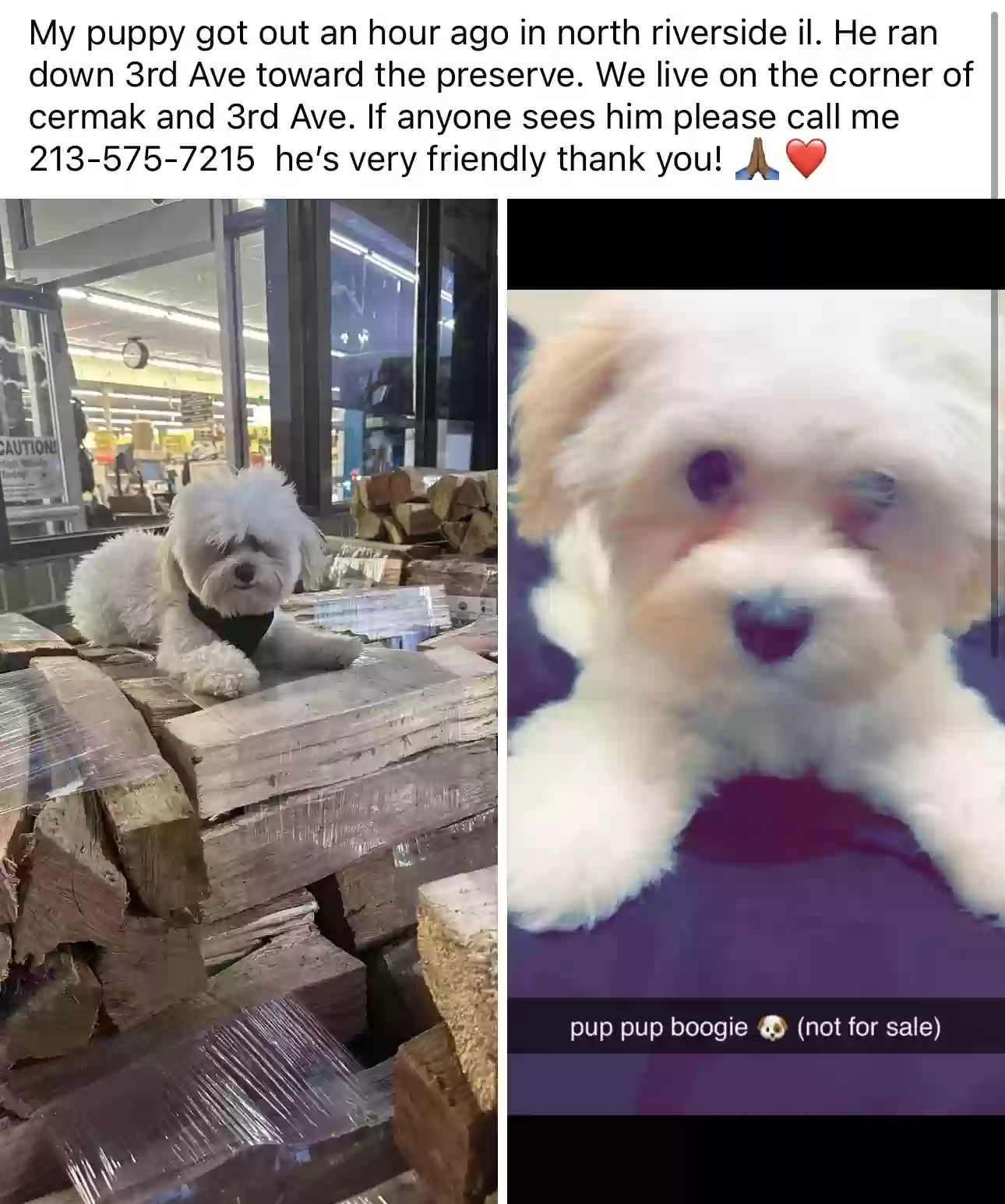 Lost dog in Riverside, IL, 60546