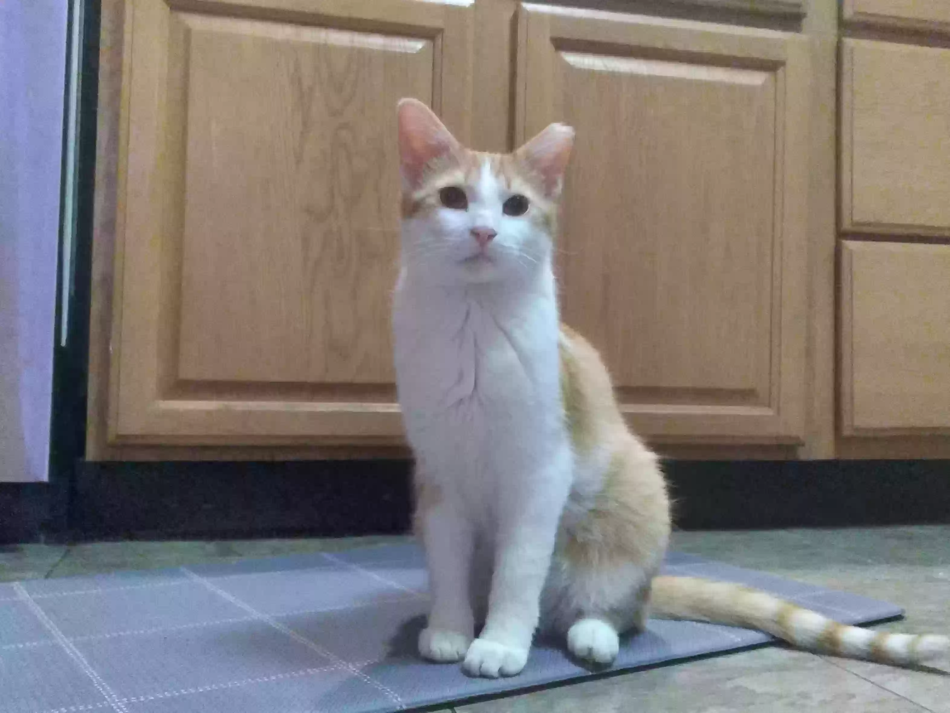 Lost cat in Hatfield, PA, 19440