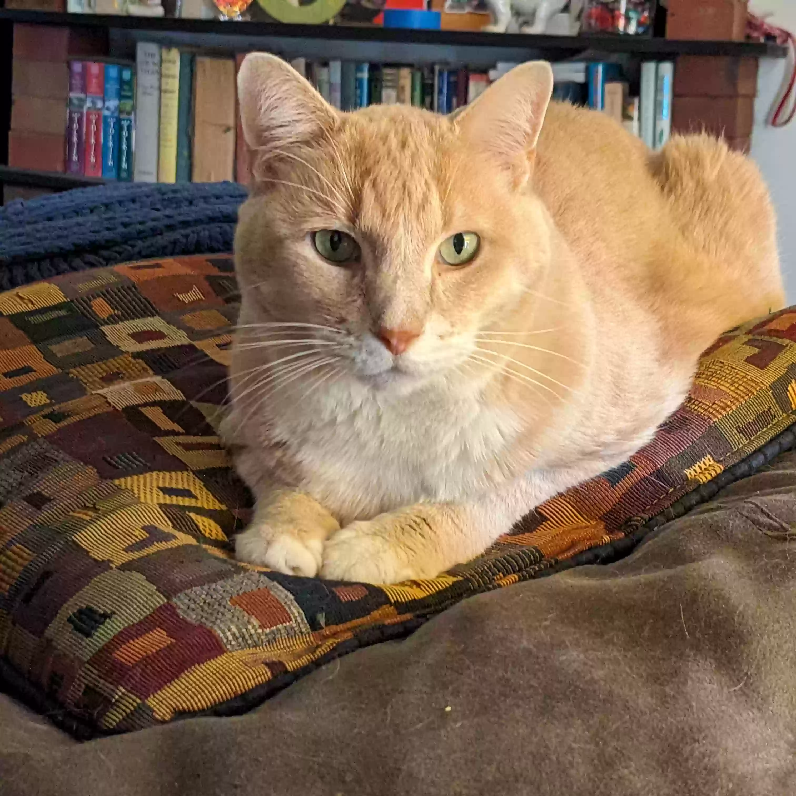 Lost cat in Antioch, TN, 37013