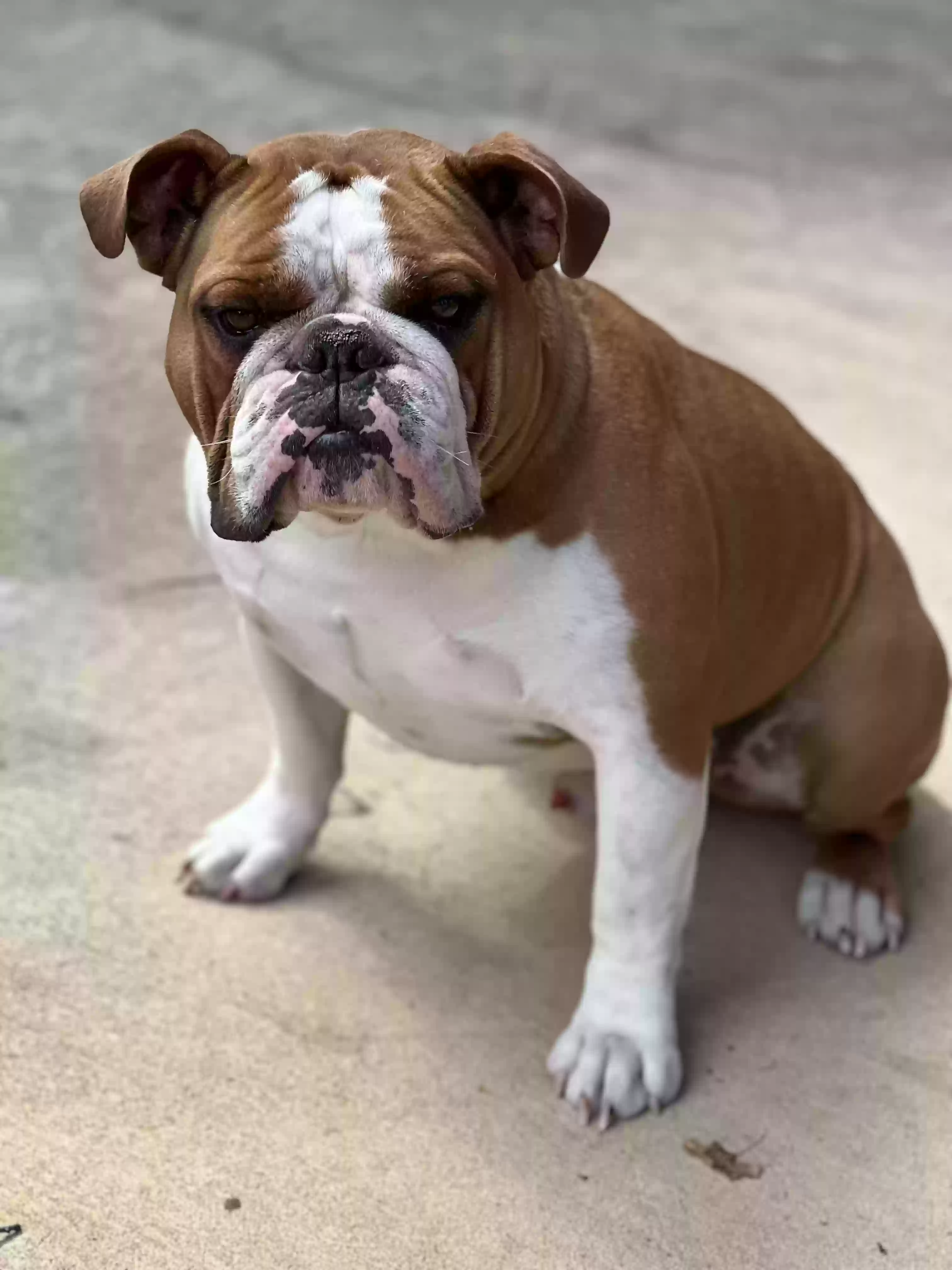 Lost dog in Birmingham, AL, 35243