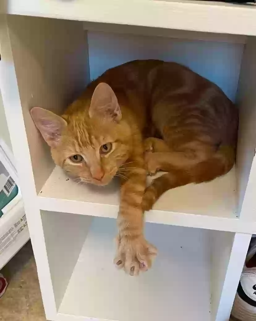 Lost cat in Katy, TX, 77450