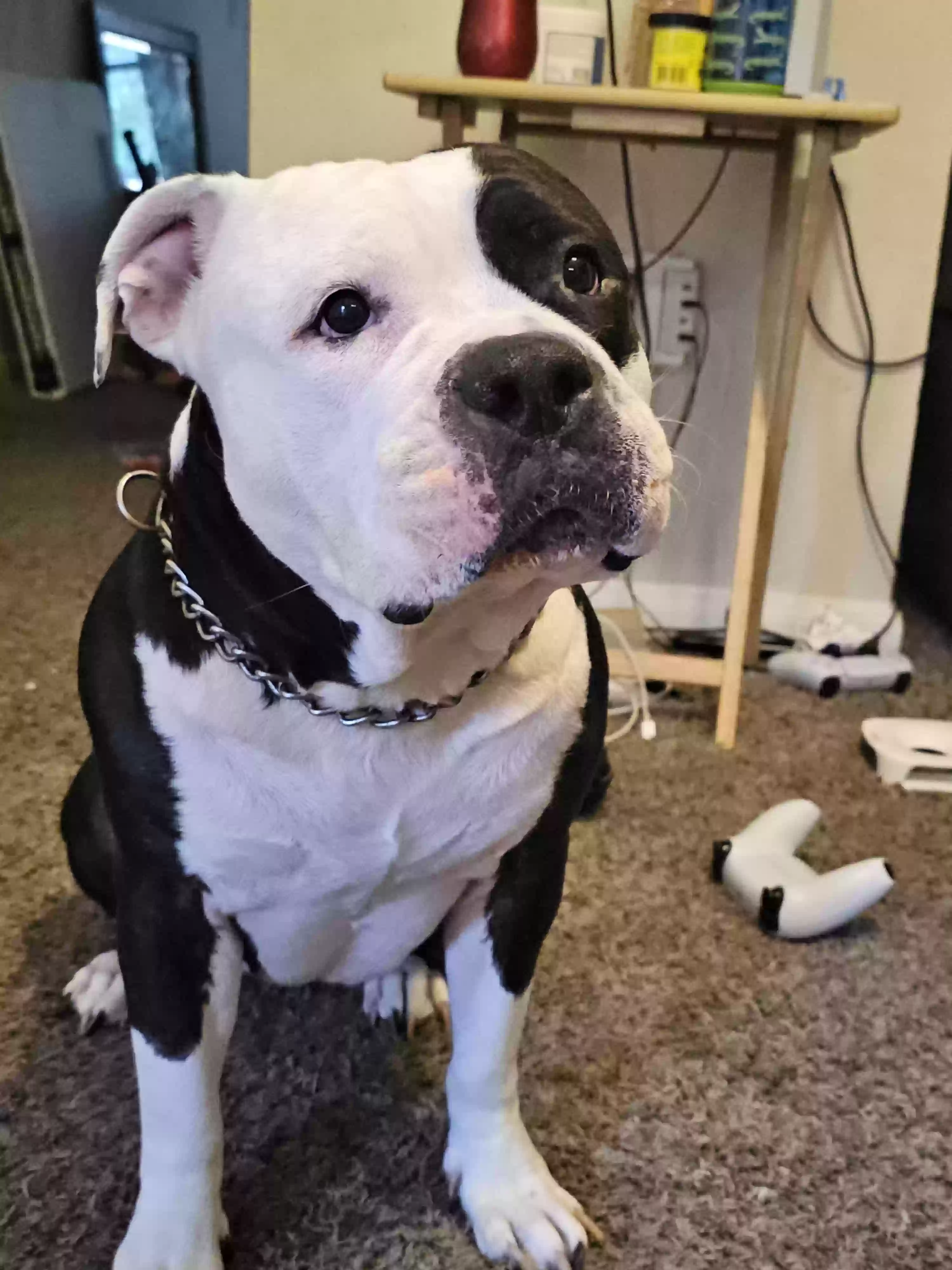 Lost dog in Cedar Hill, TX, 75104