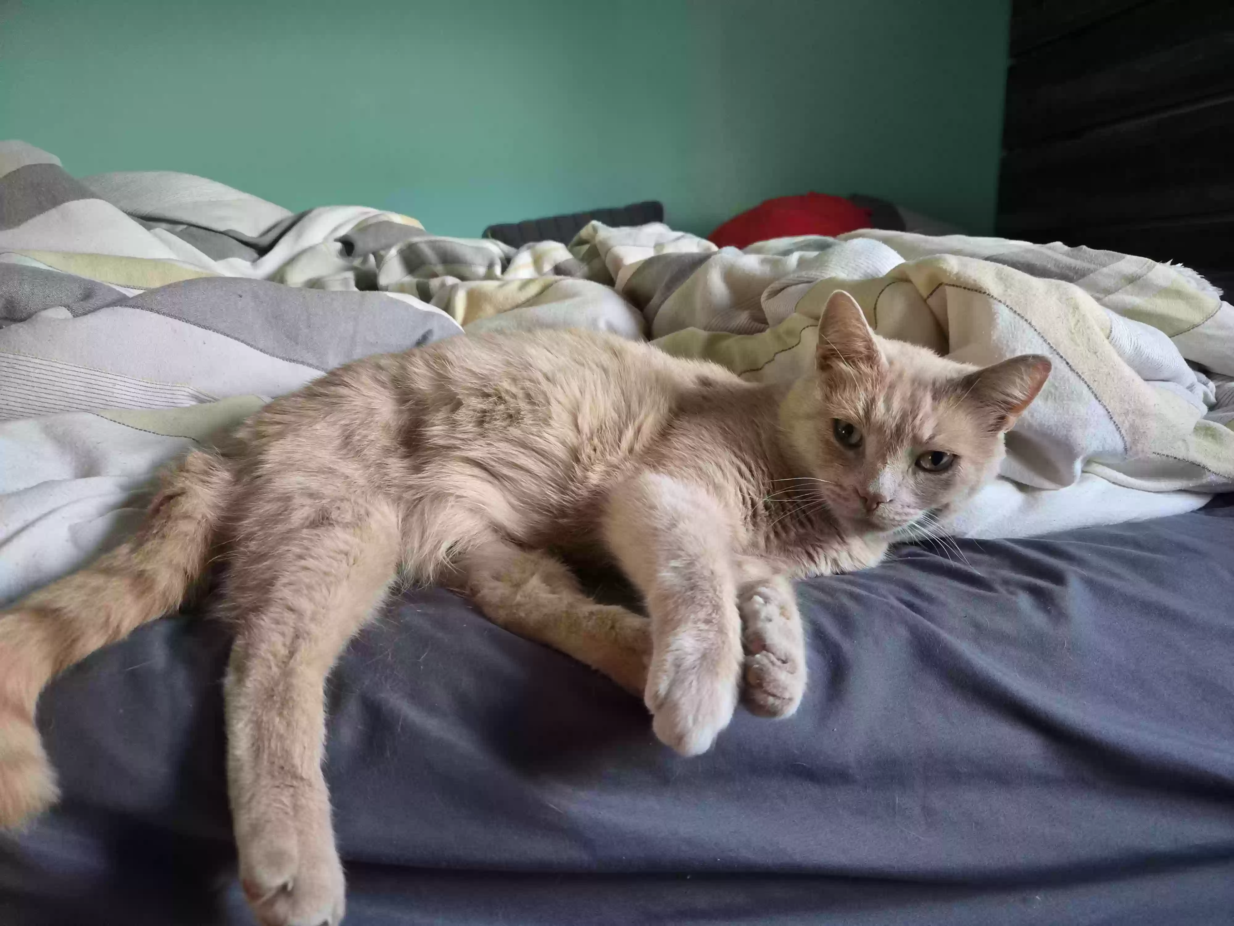 Lost cat in Maryville, TN, 37803
