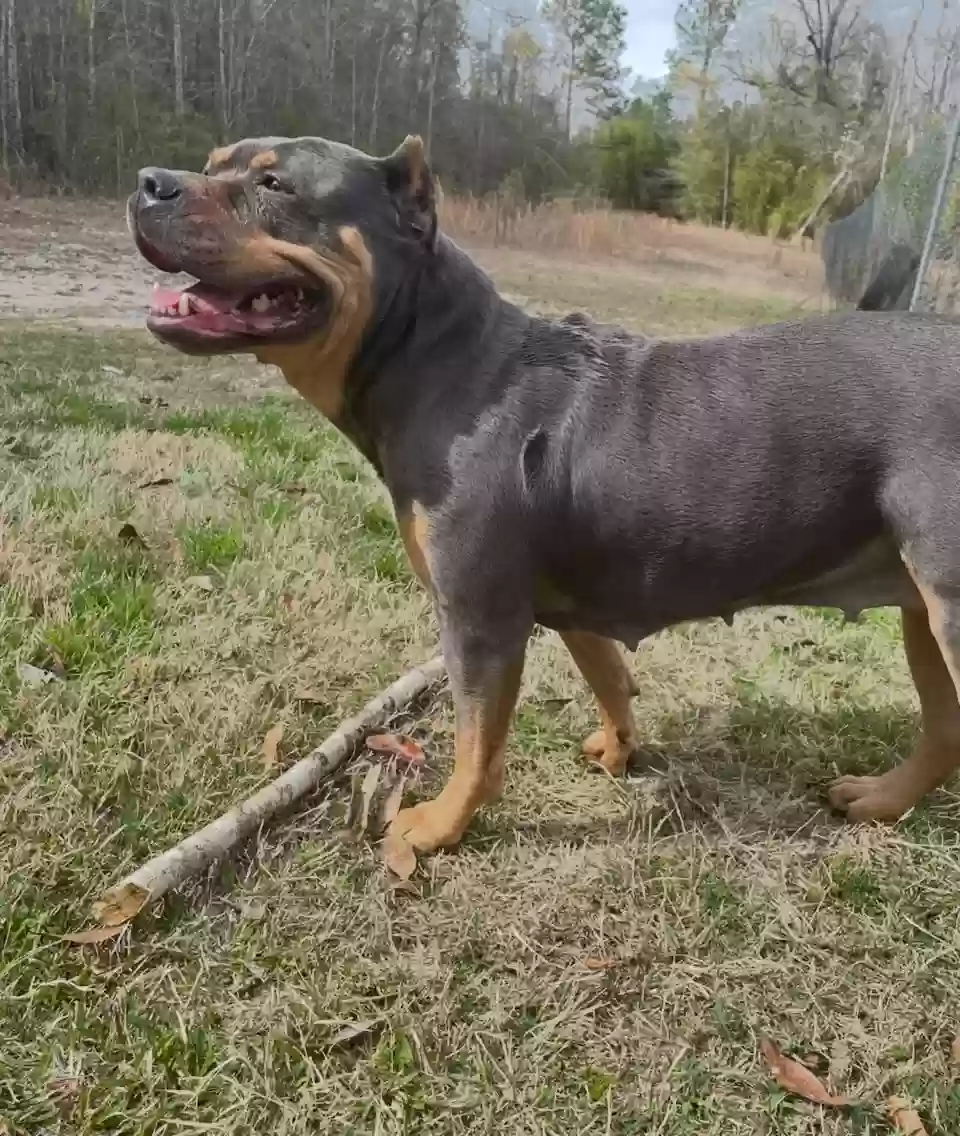 Lost dog in Century, FL, 32535