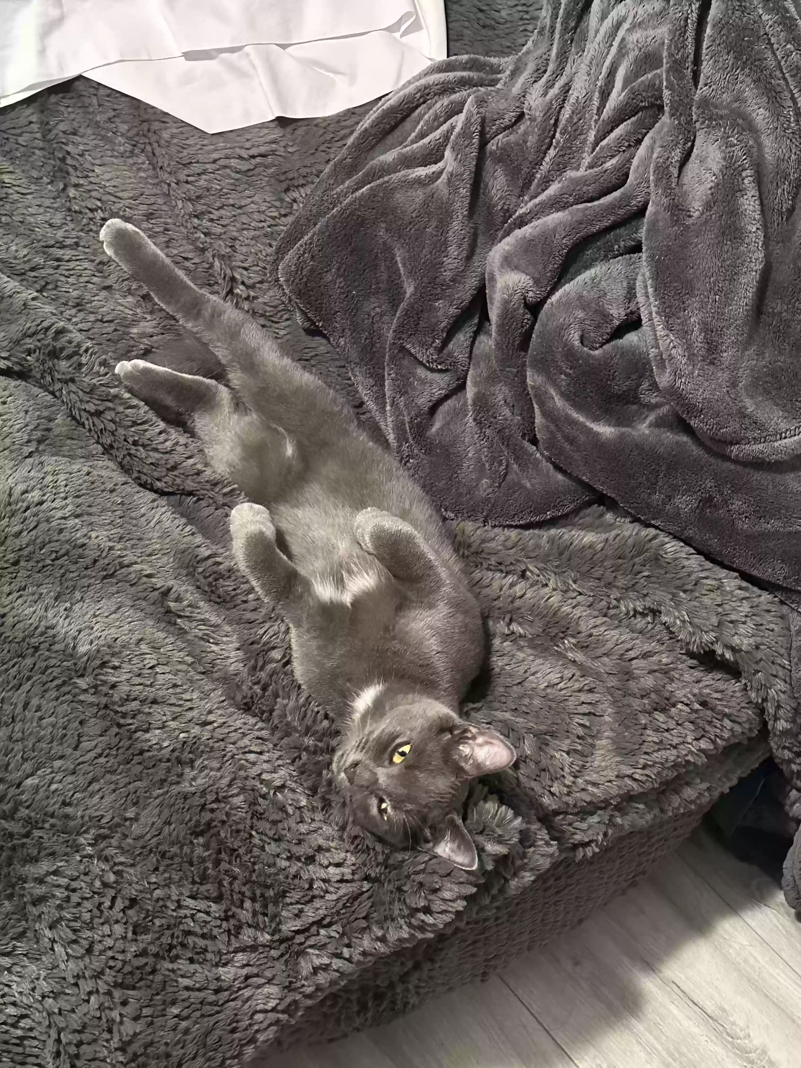 Lost cat in Hackensack, NJ, 7601