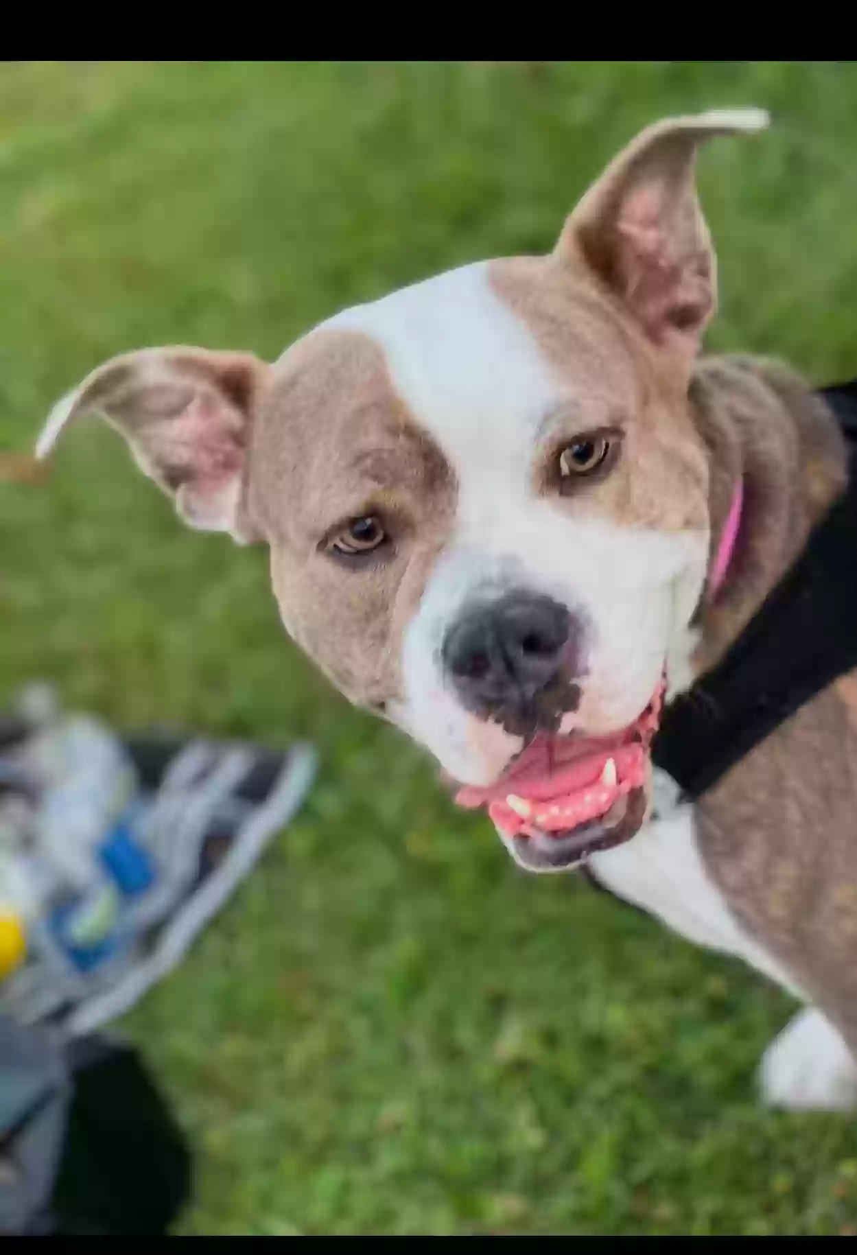 Lost dog in Anna, TX, 75409