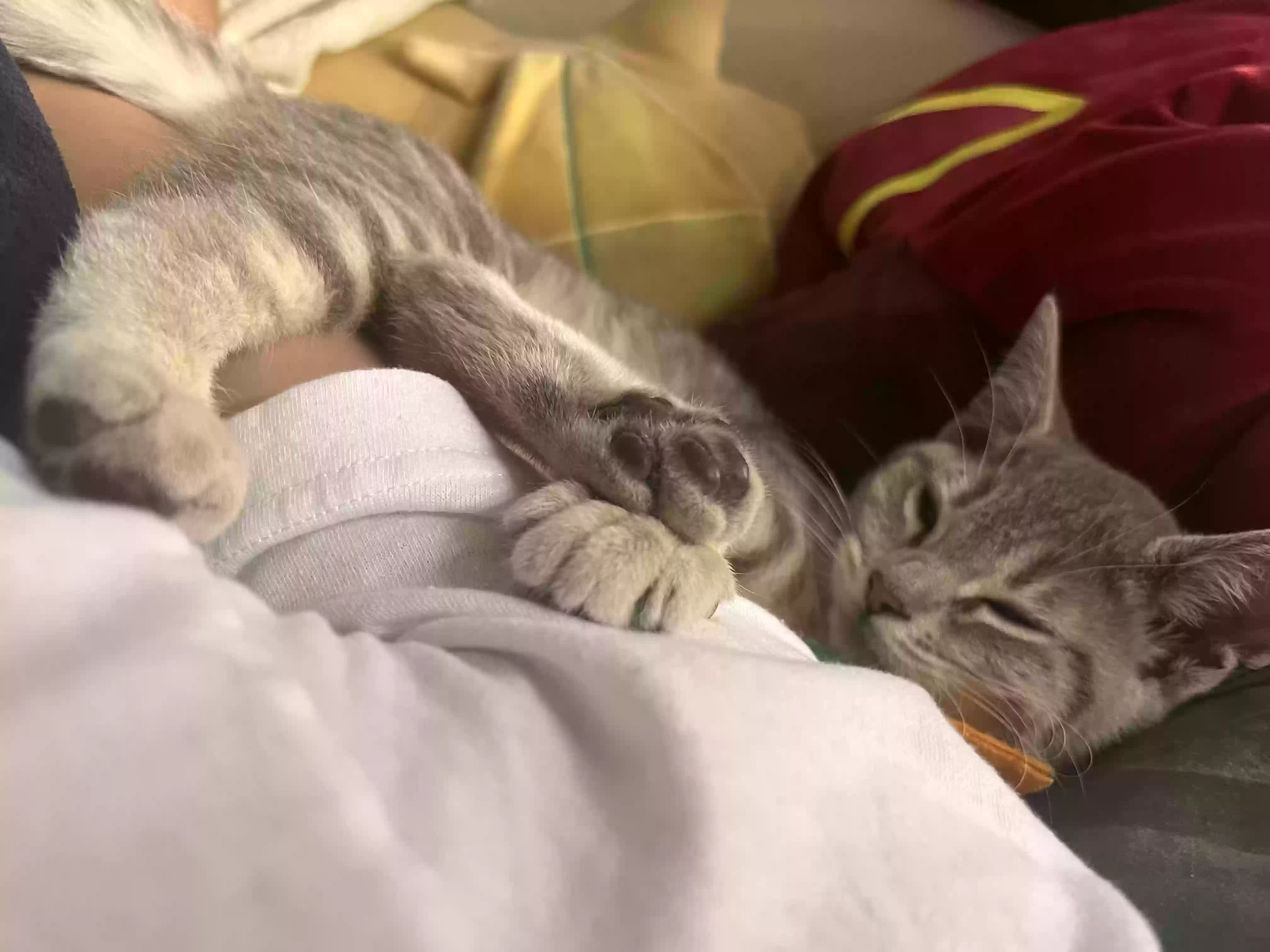 Lost cat in Long Beach, CA, 90805