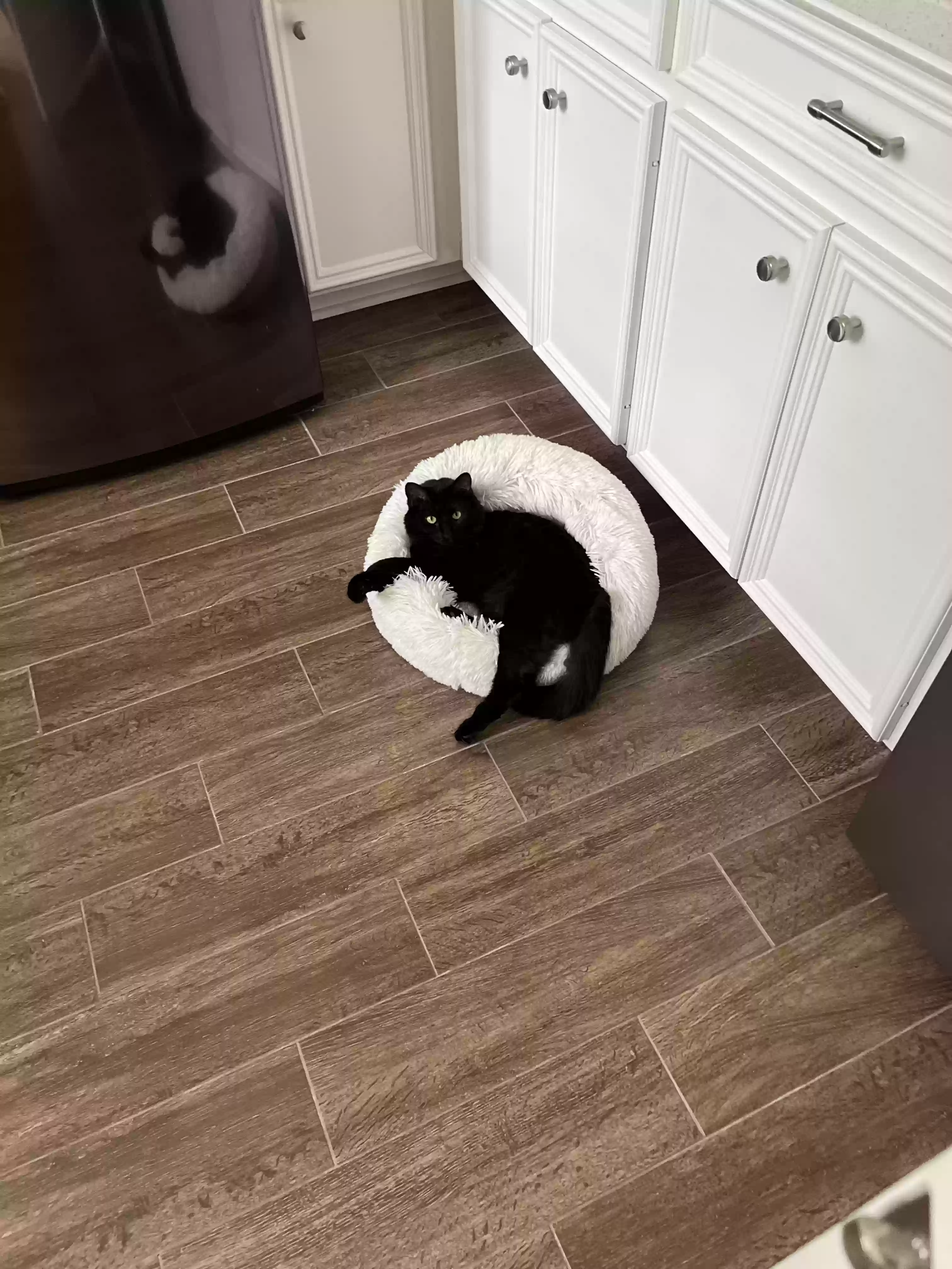 Lost cat in Houston, TX, 77041