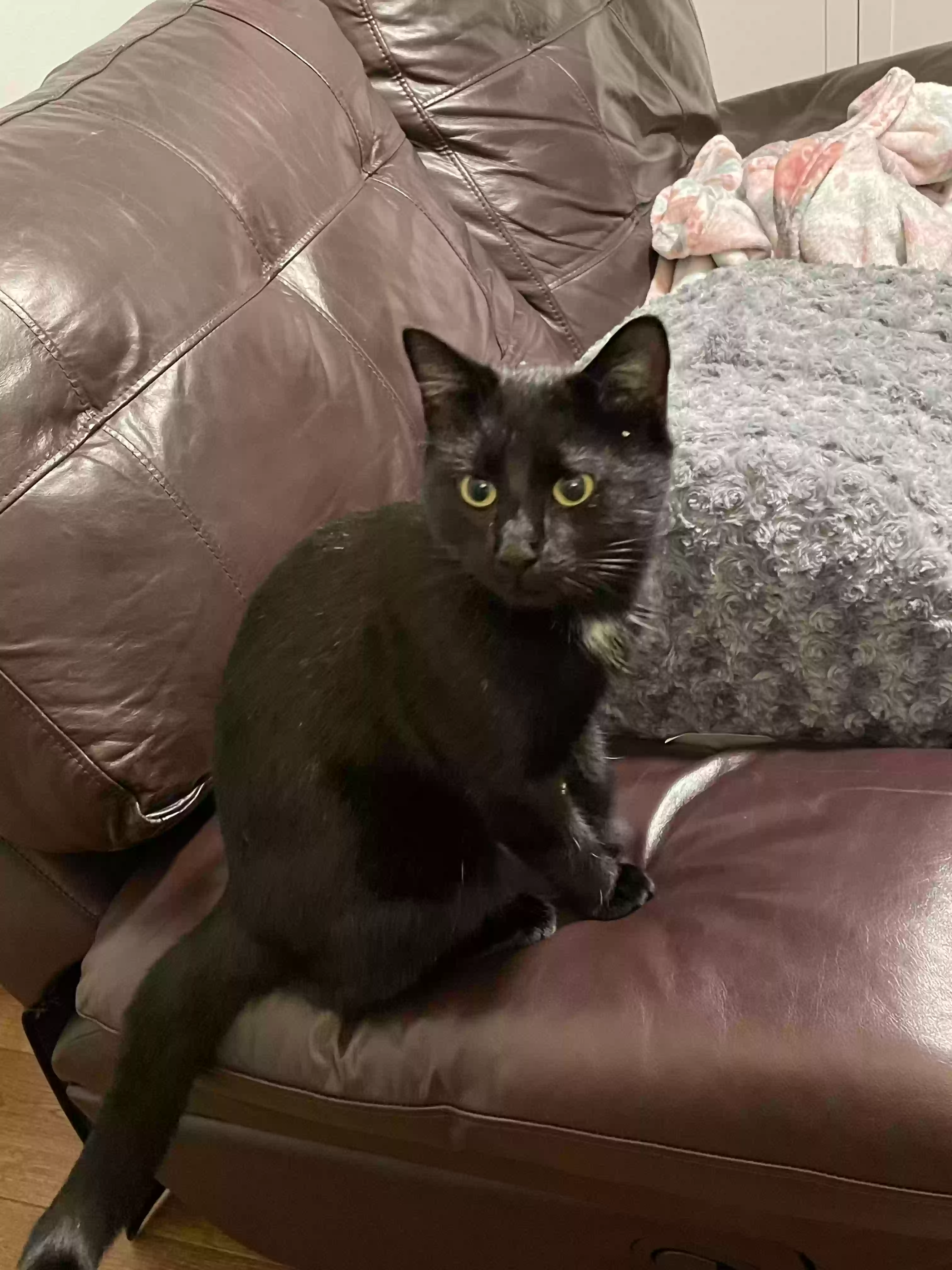 Lost cat in Westfield, NC, 27053