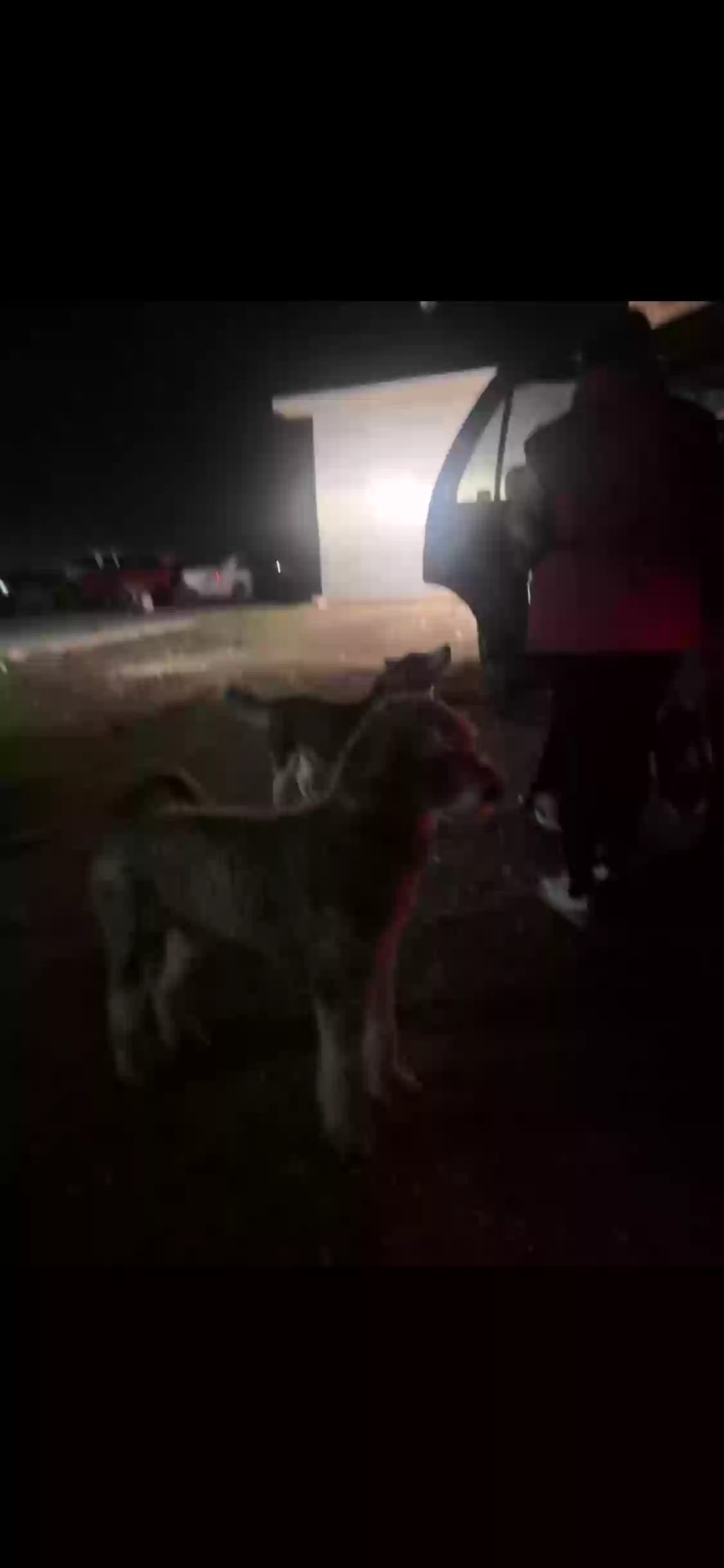 Lost dog in Ennis, TX, 75119