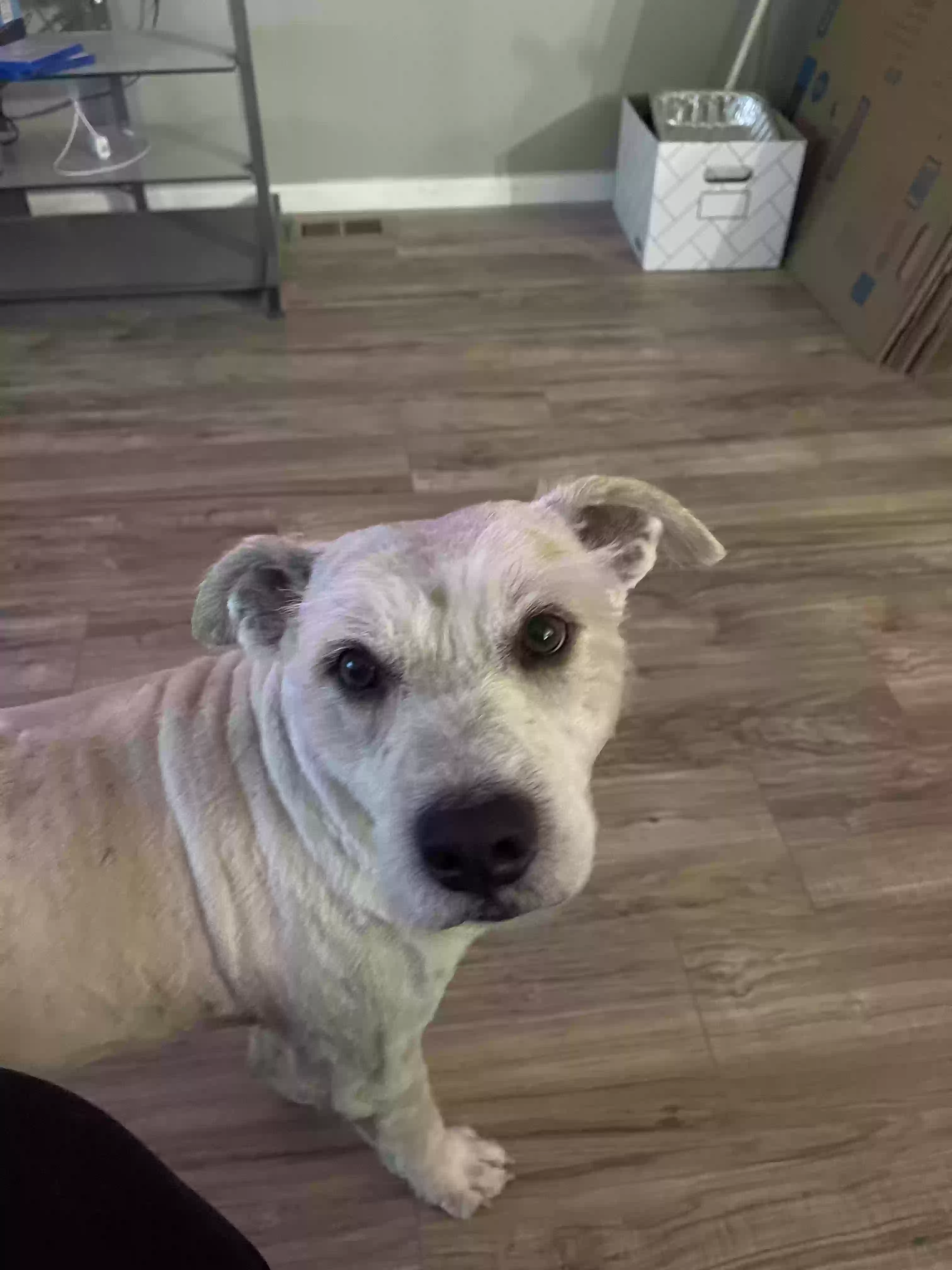 Lost dog in Bristow, OK, 74010