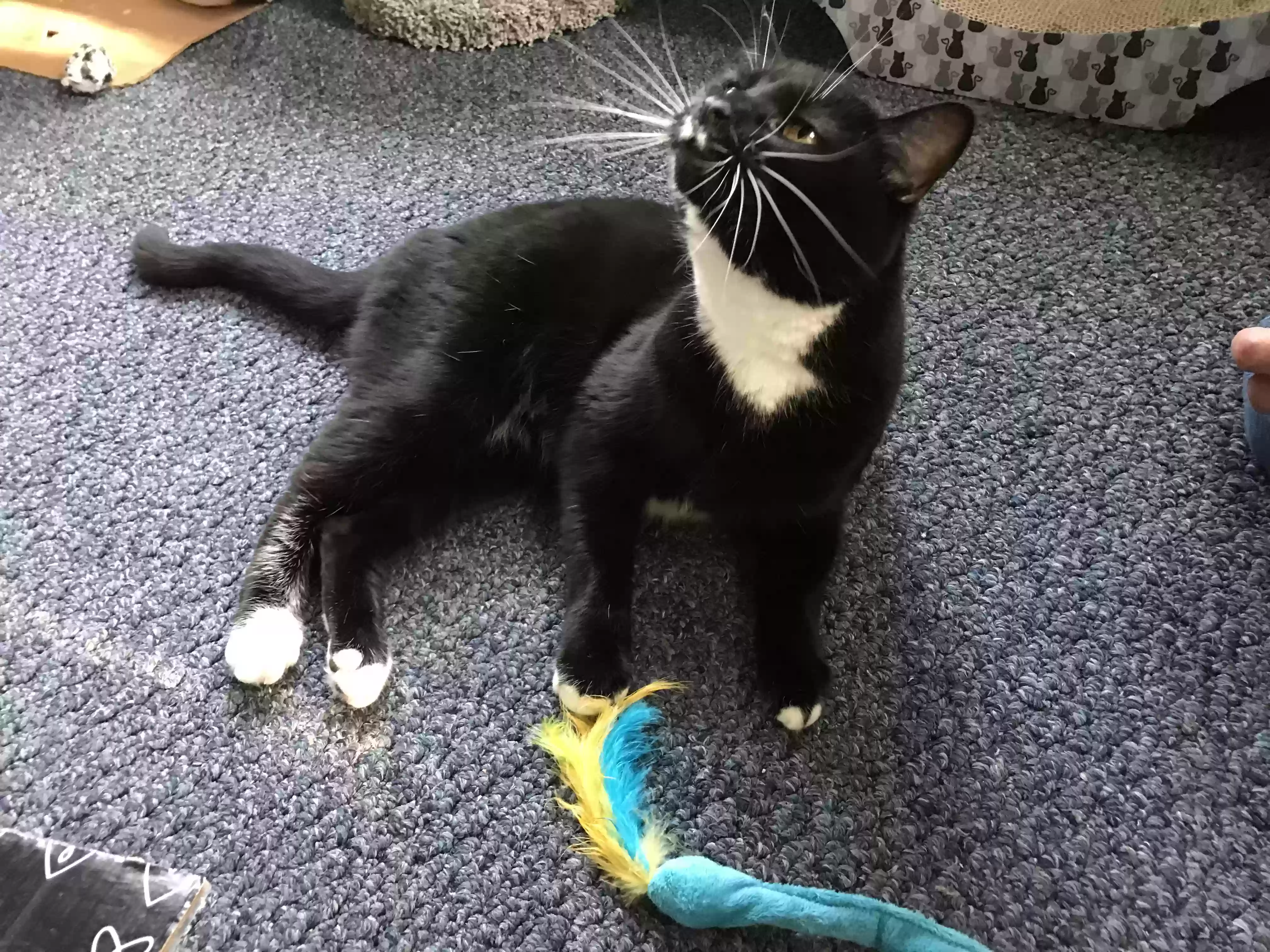 Lost cat in Cleveland, OH, 44130