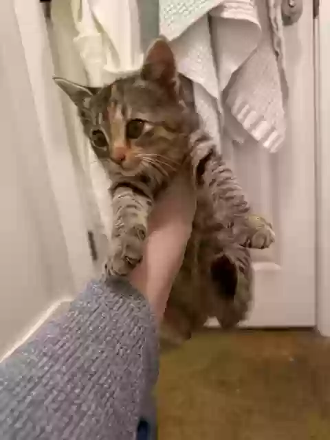 Found cat in Atlanta, GA, 30312