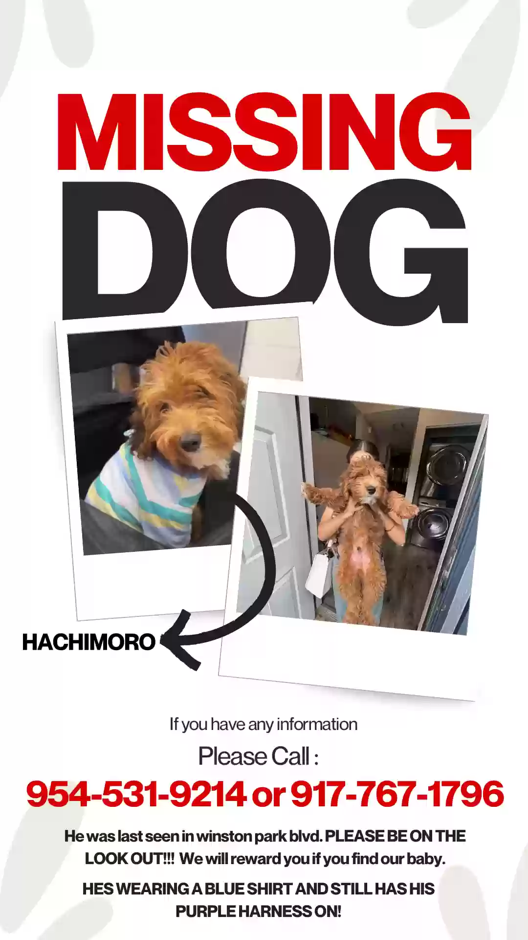 Lost dog in Pompano Beach, FL, 33063