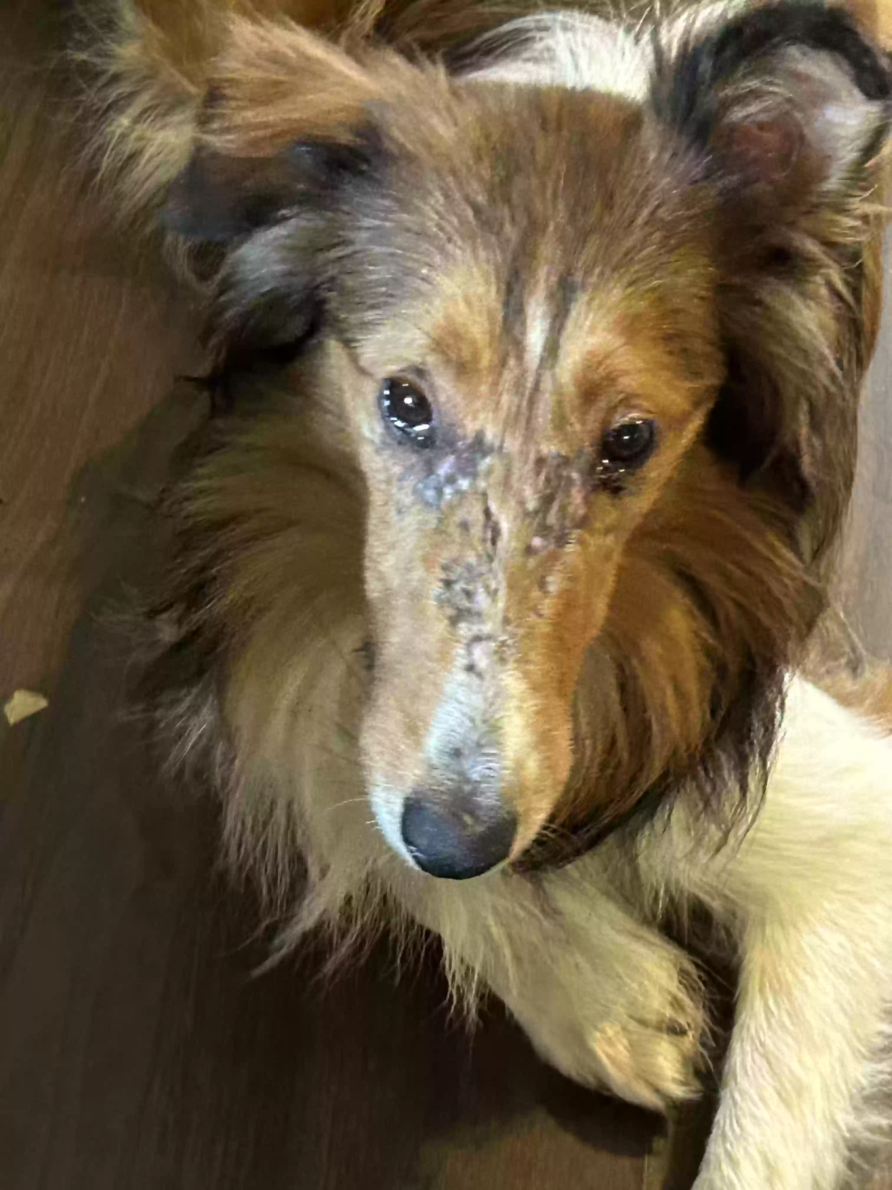 Lost dog in Saint Paris, OH, 43072
