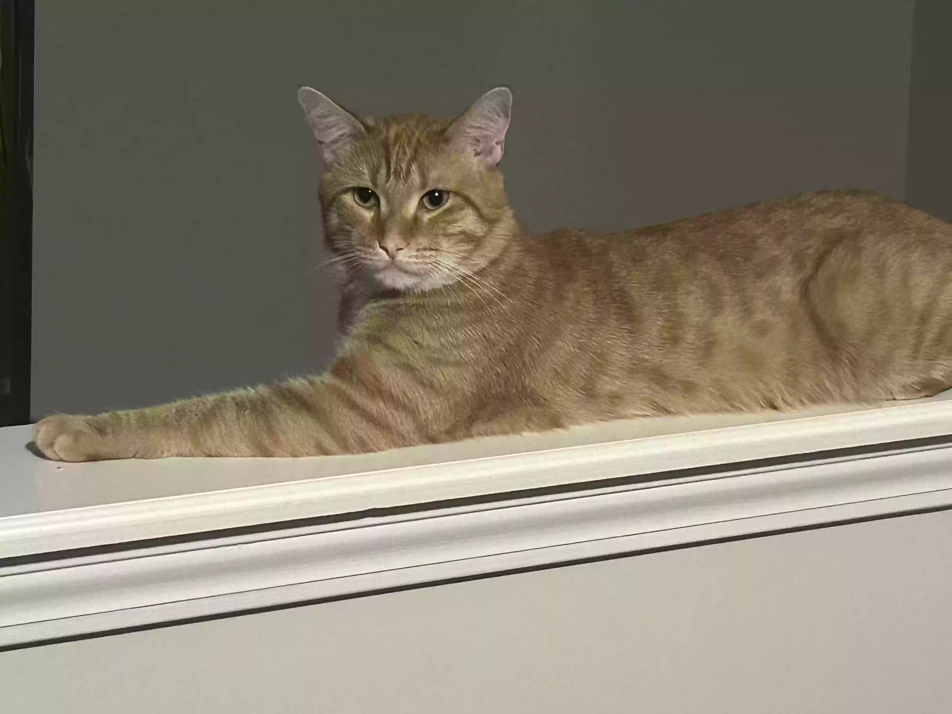 Lost cat in Fayetteville, GA, 30215