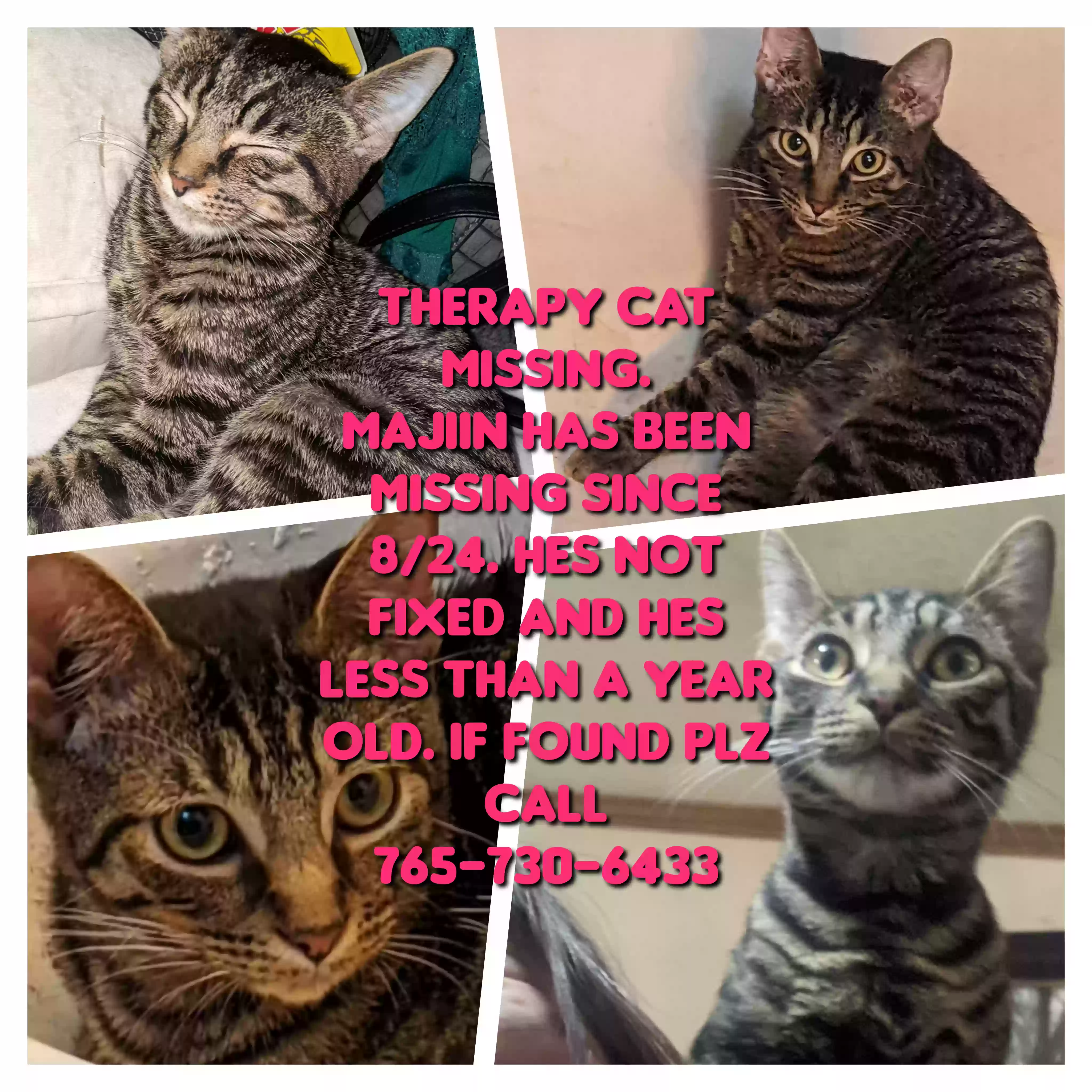 Lost cat in Selma, IN, 47383