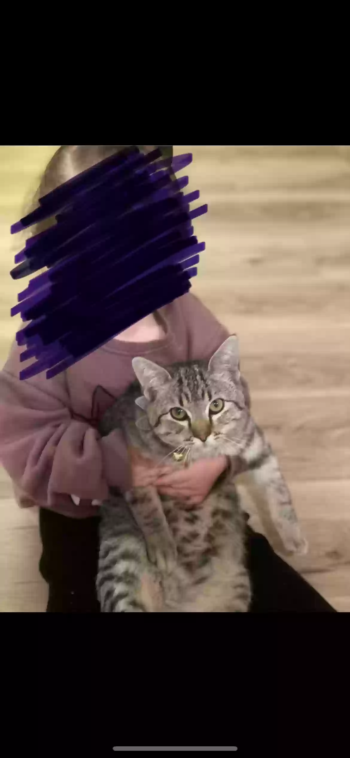 Lost cat in Clovis, CA, 93611