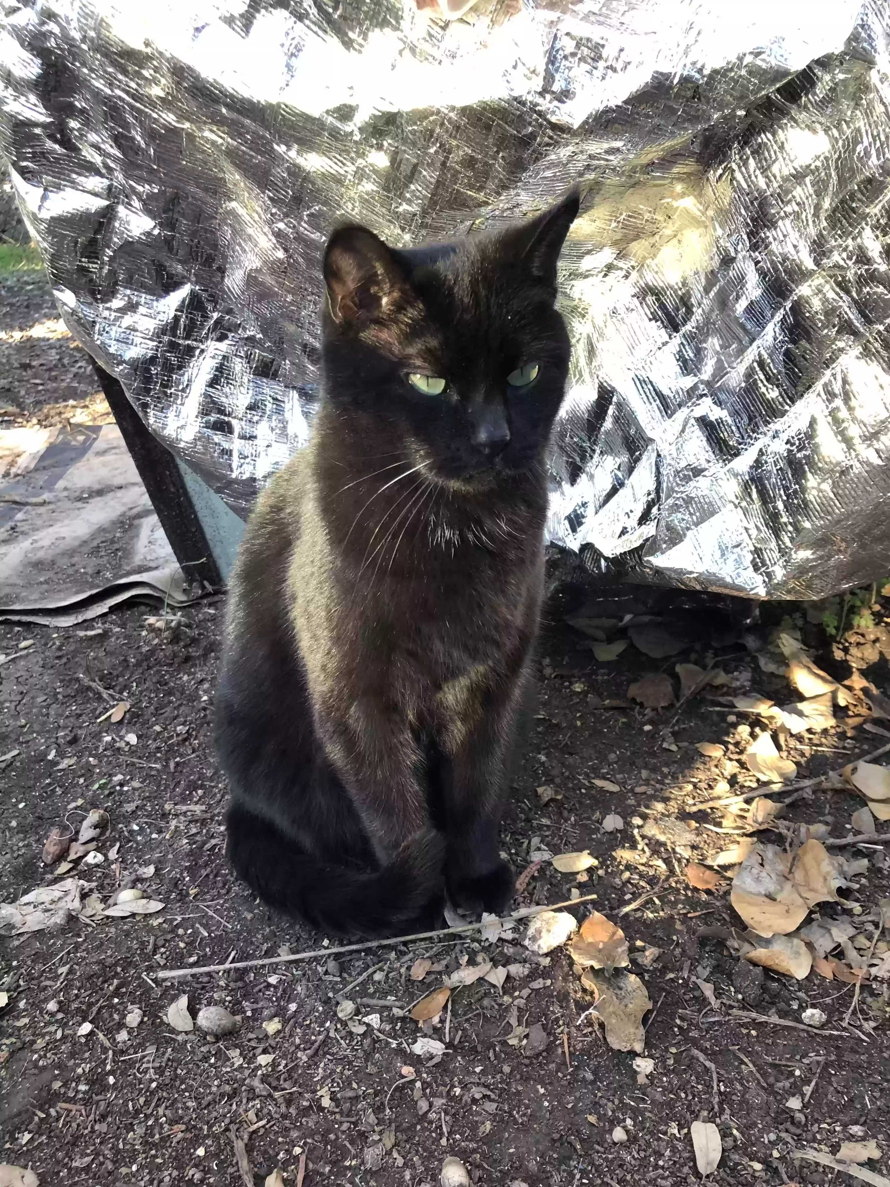 Lost cat in San Antonio, TX, 78230