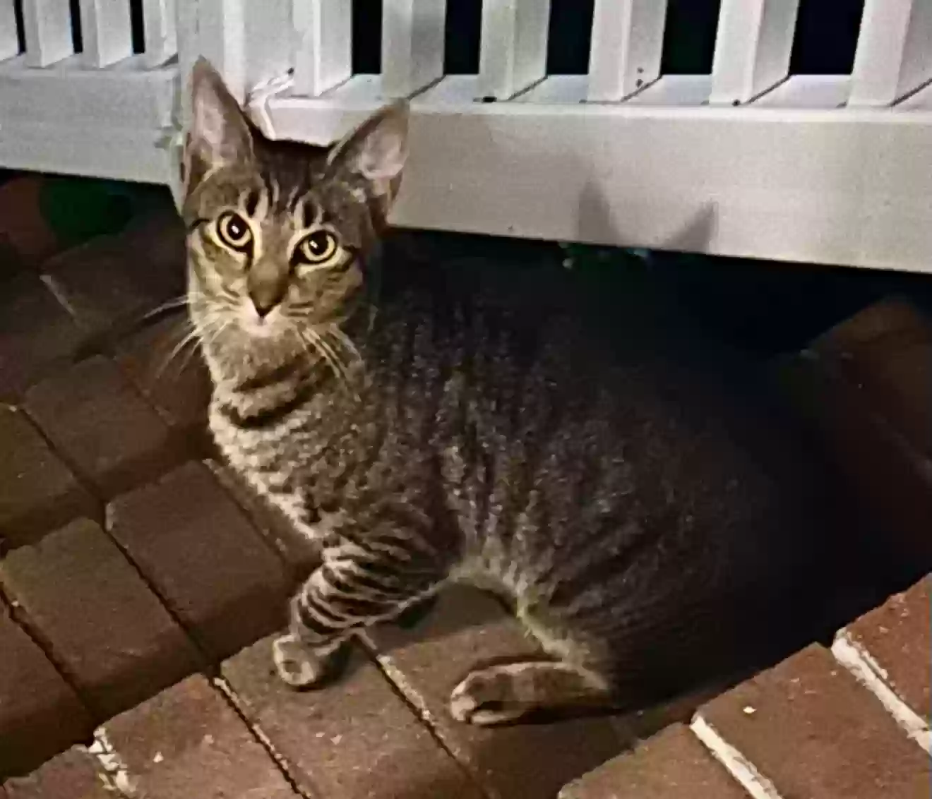 Lost cat in Henrico, VA, 23294