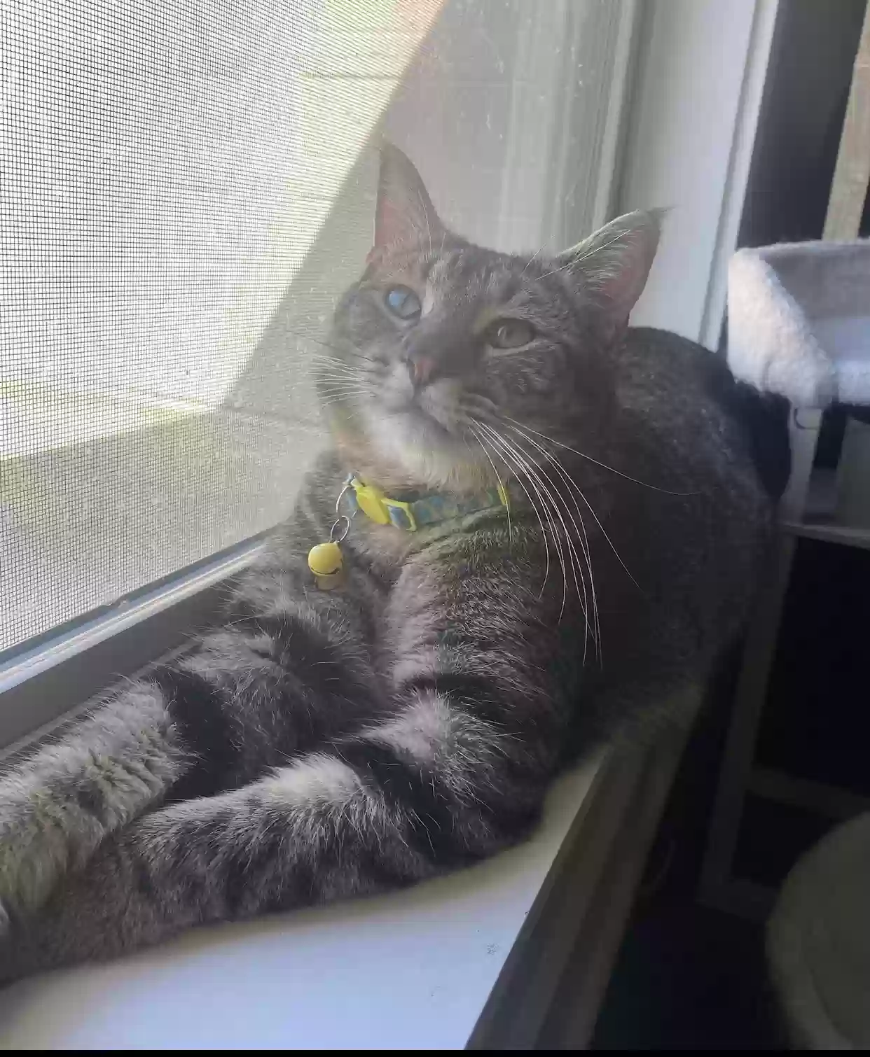Lost cat in Conway, AR, 72034