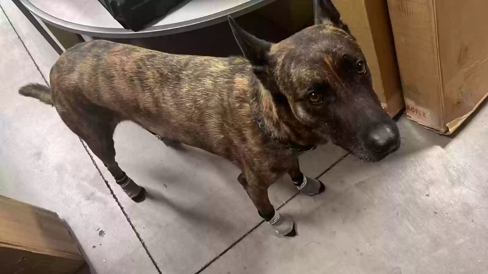 Lost dog in Tremonton, UT, 84337