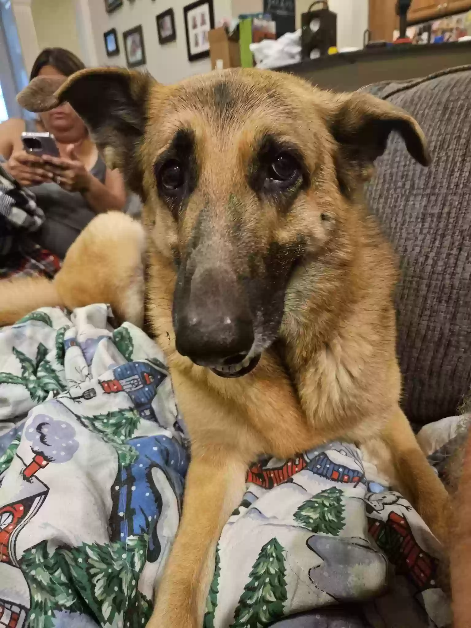 Lost dog in Leesburg, FL, 34788