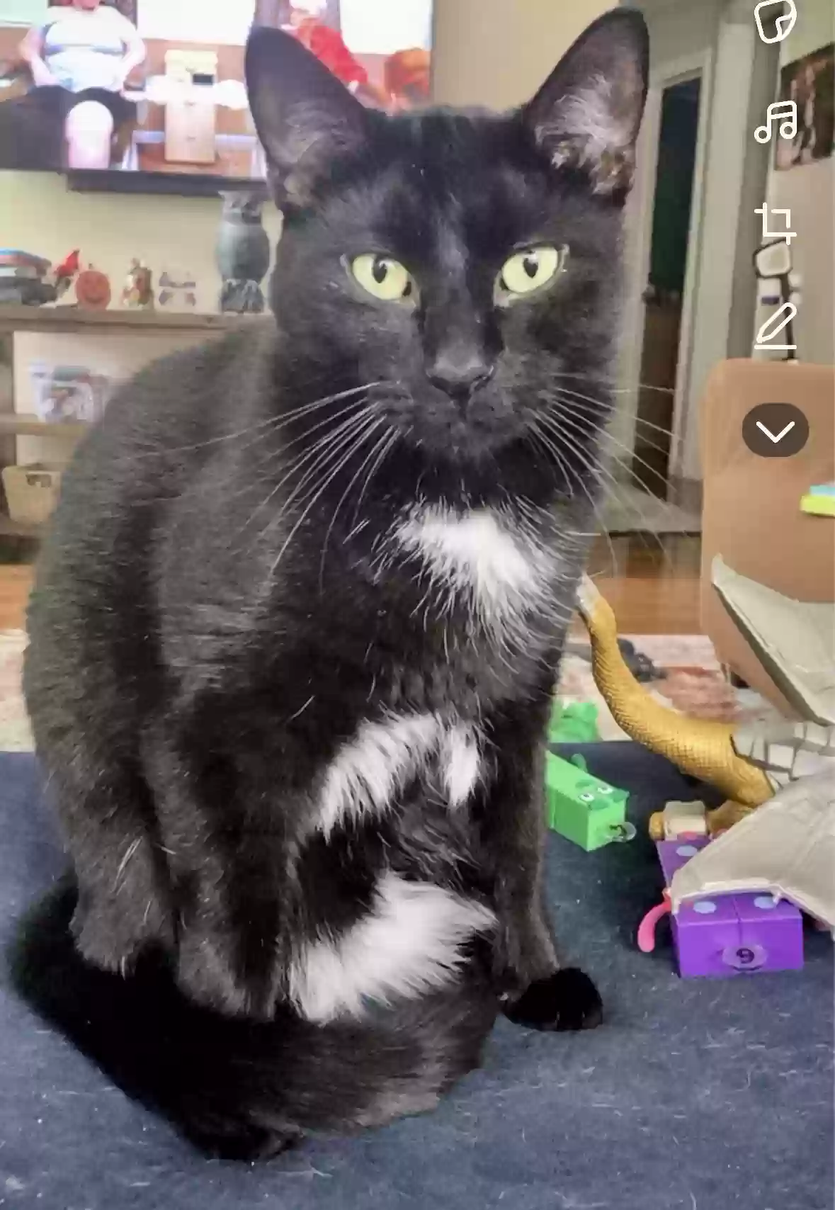 Lost cat in Oak Park, MI, 48237