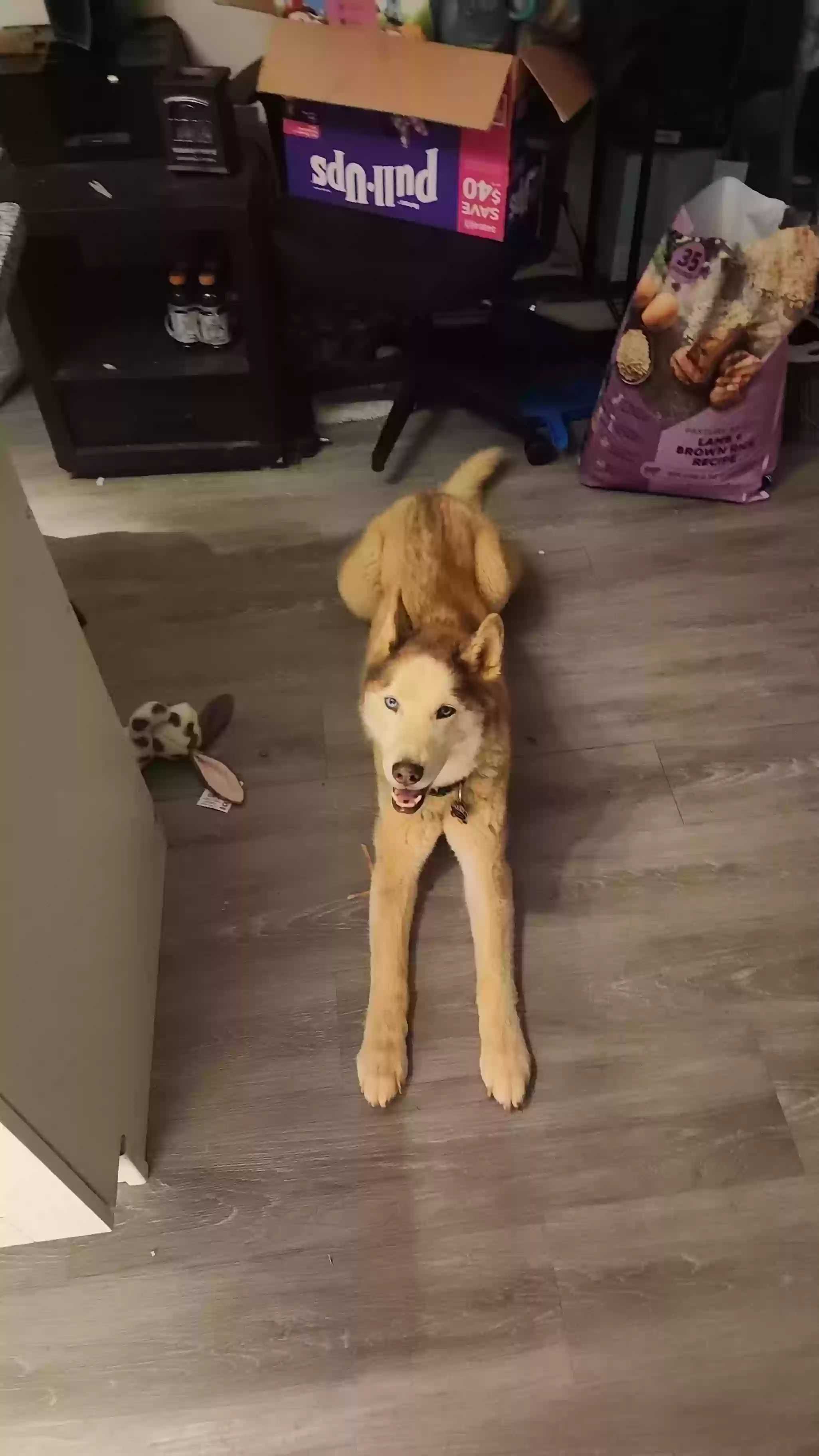 Lost dog in Gainesville, GA, 30506