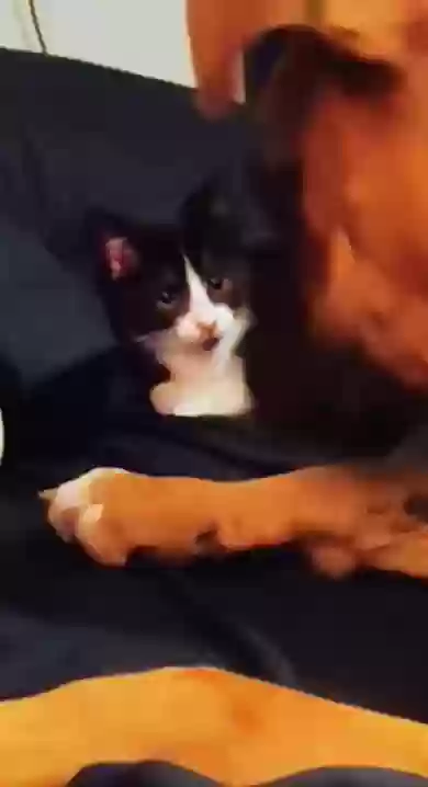 Lost cat in Little Rock, AR, 72204