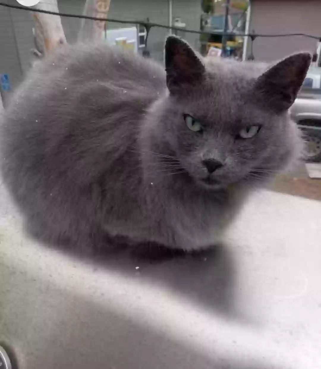 Lost cat in Denver, CO, 80226