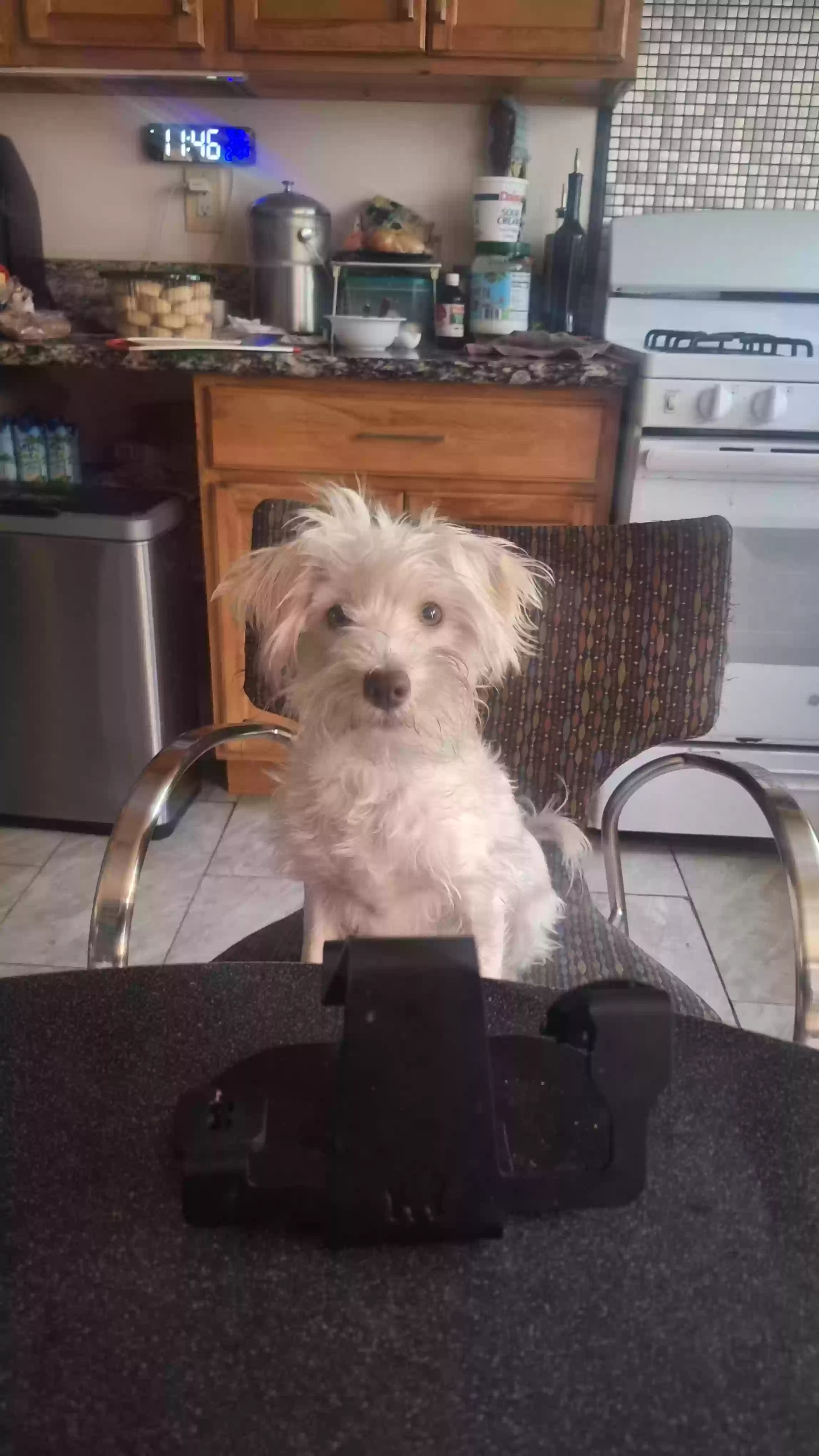 Lost dog in Huntington Park, CA, 90255