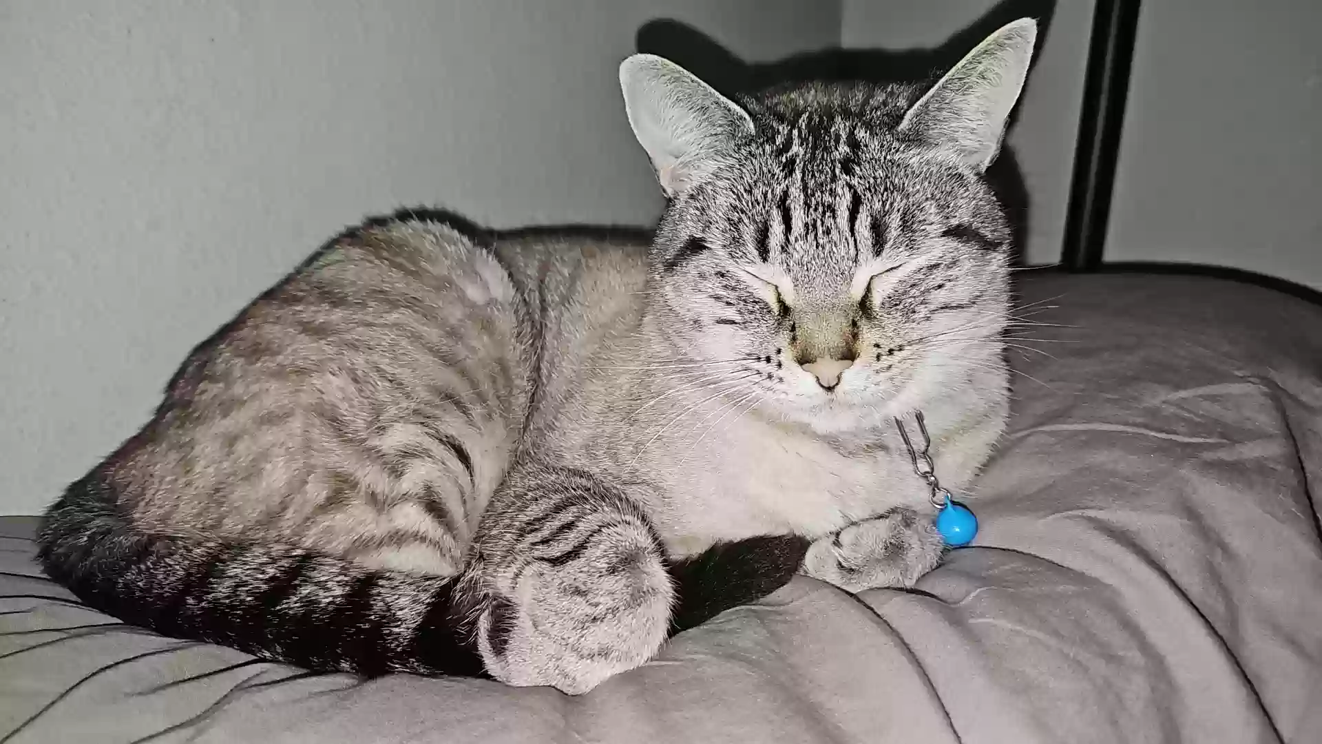Lost cat in Coeur D Alene, ID, 83815