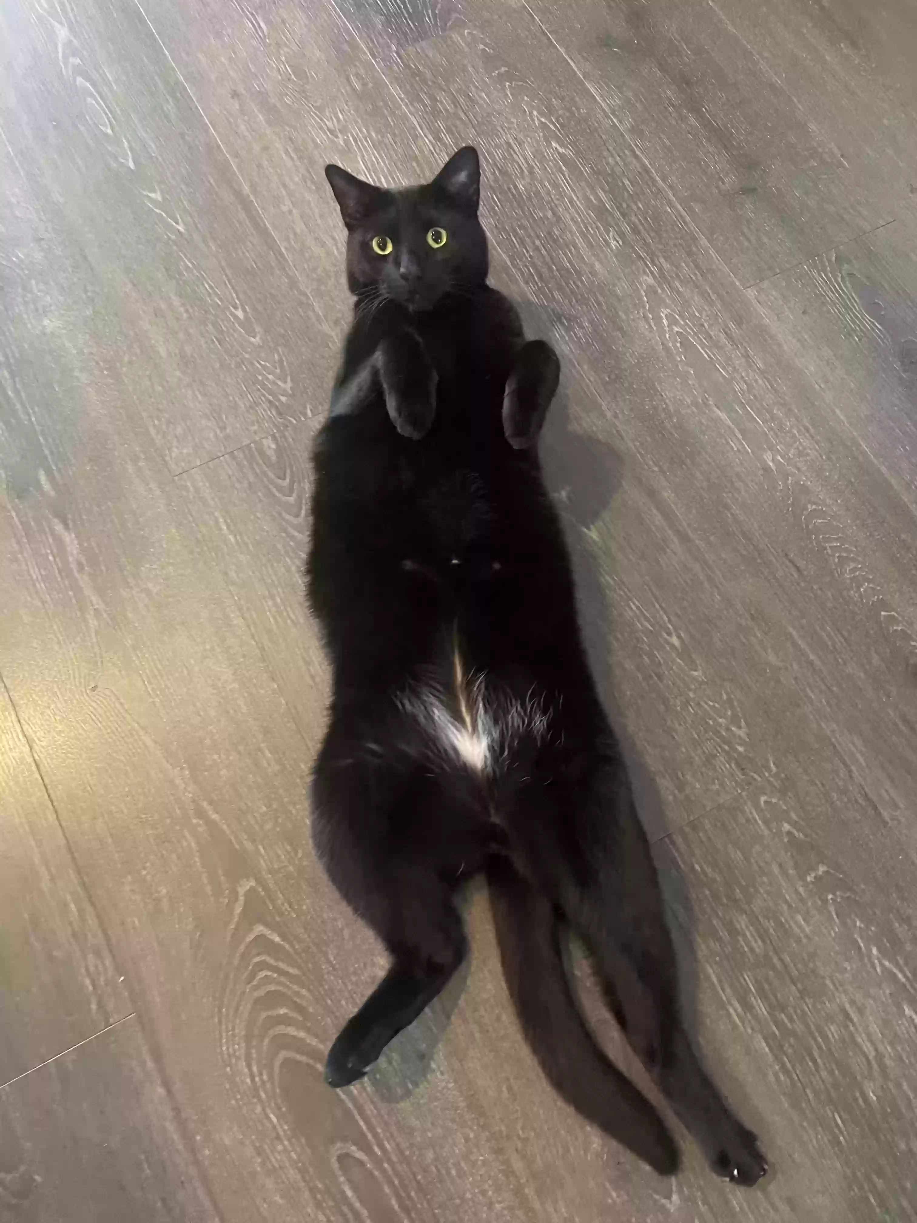 Lost cat in Columbus, OH, 43212
