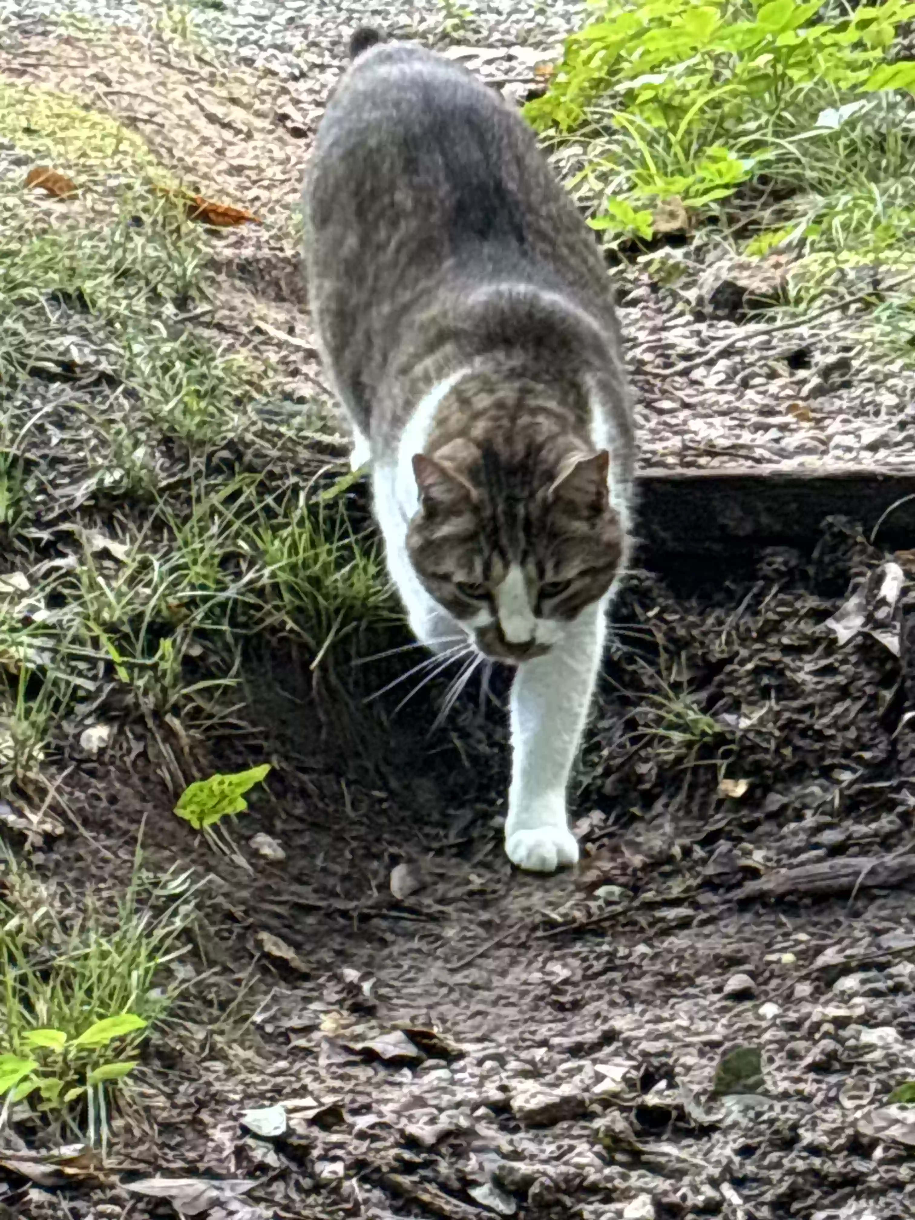 Lost cat in Athens, GA, 30606