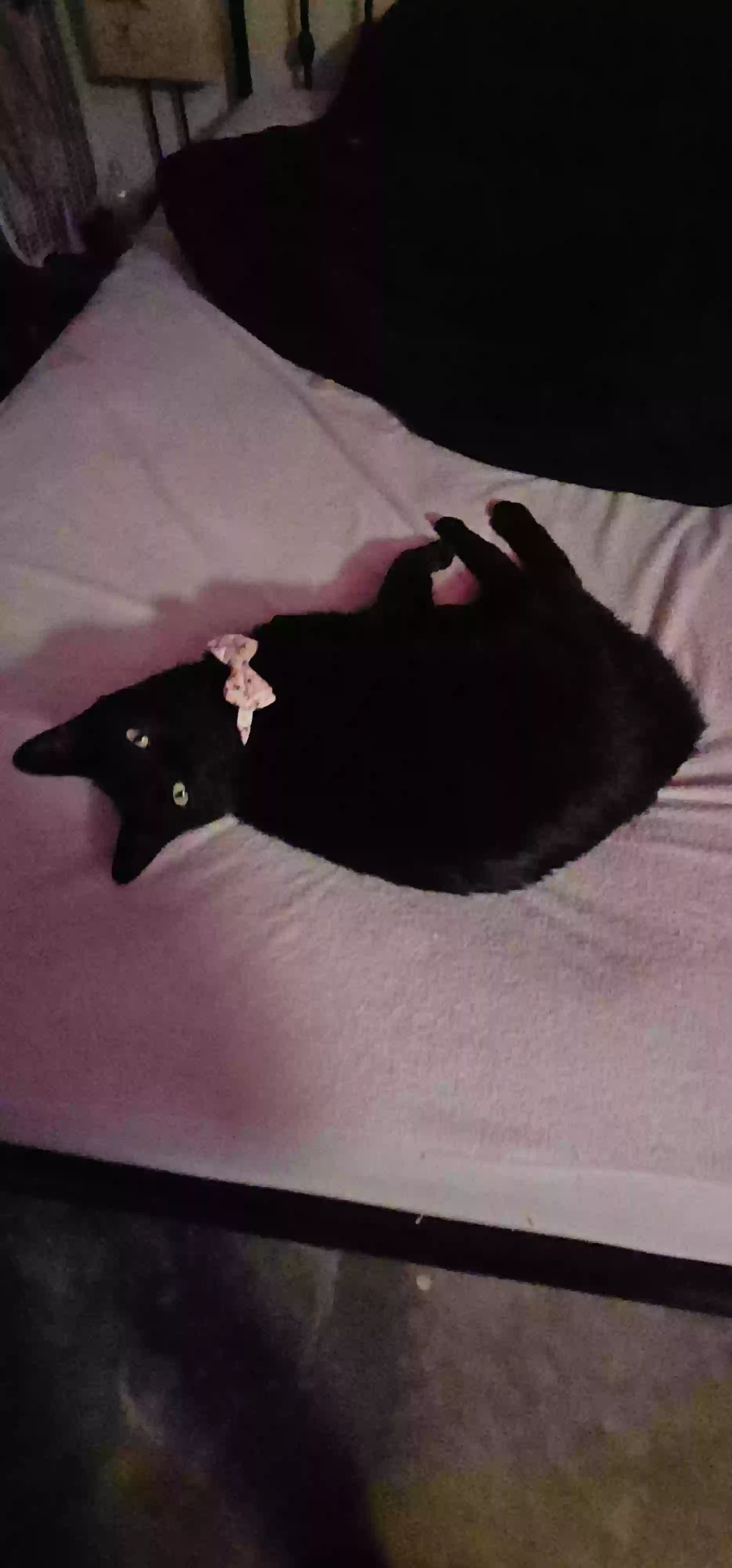 Lost cat in Hemet, CA, 92543