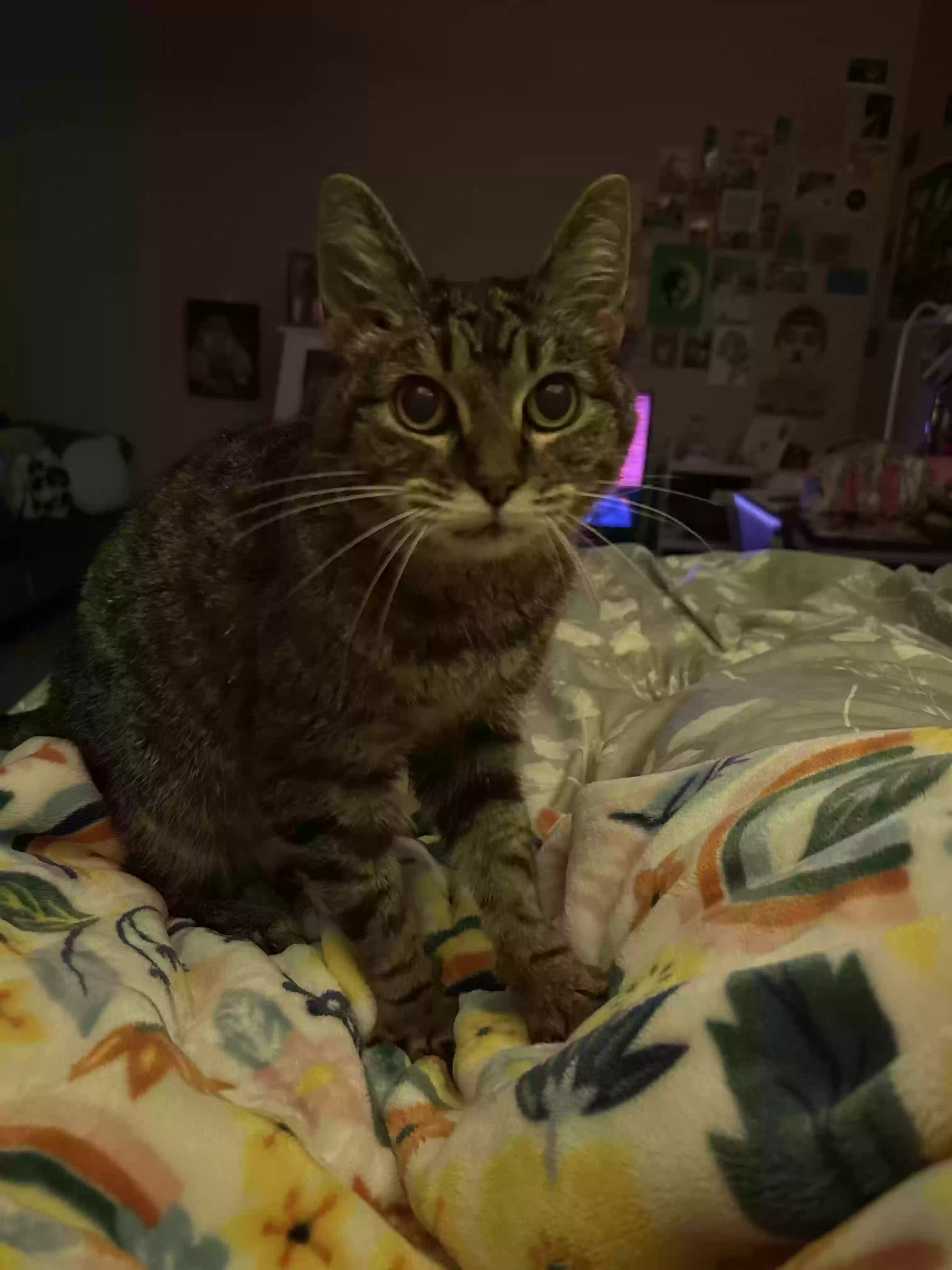 Lost cat in Tallahassee, FL, 32304