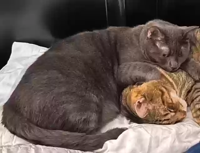Lost cat in Houston, TX, 77089