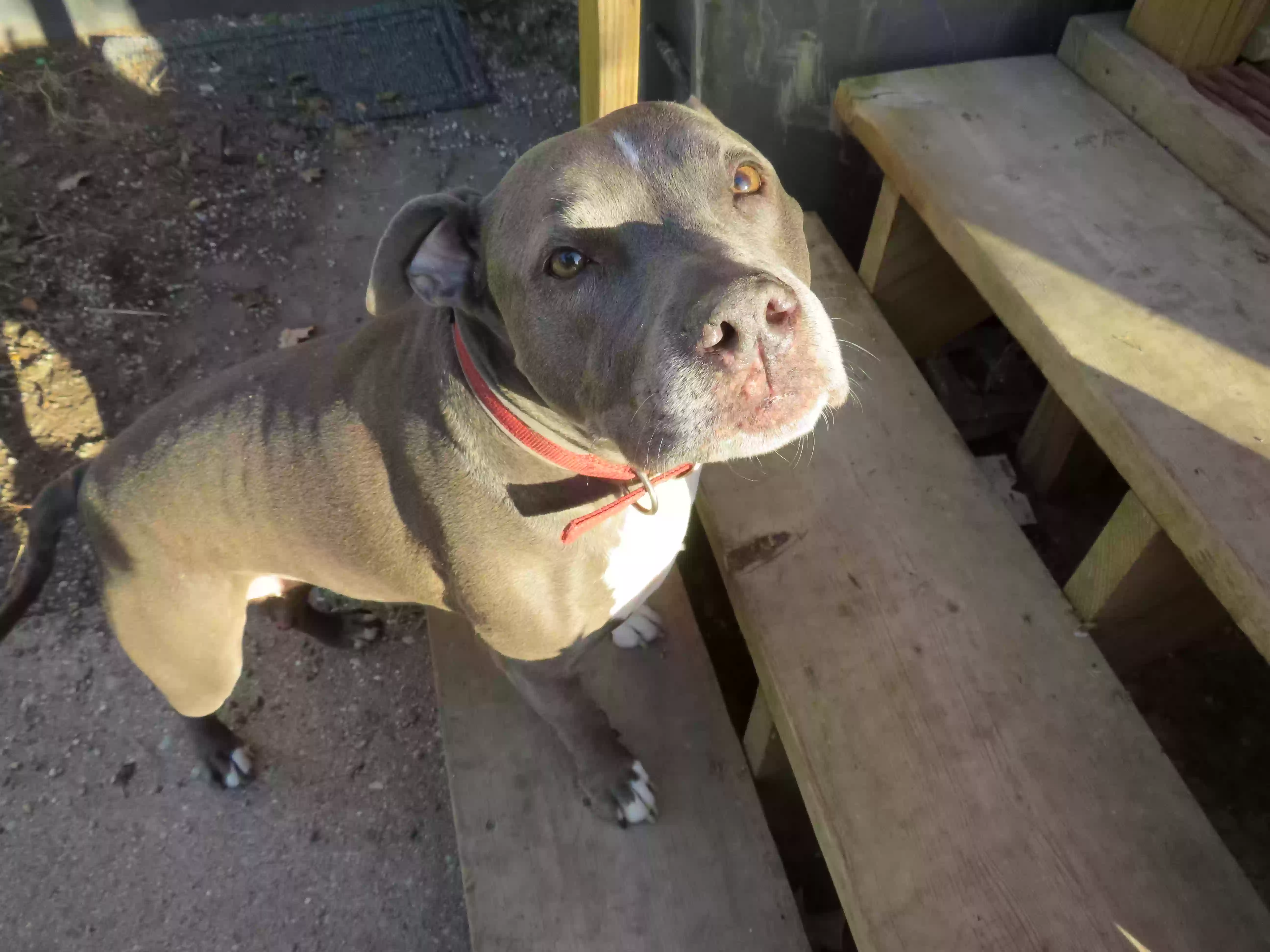 Lost dog in Allegan, MI, 49010