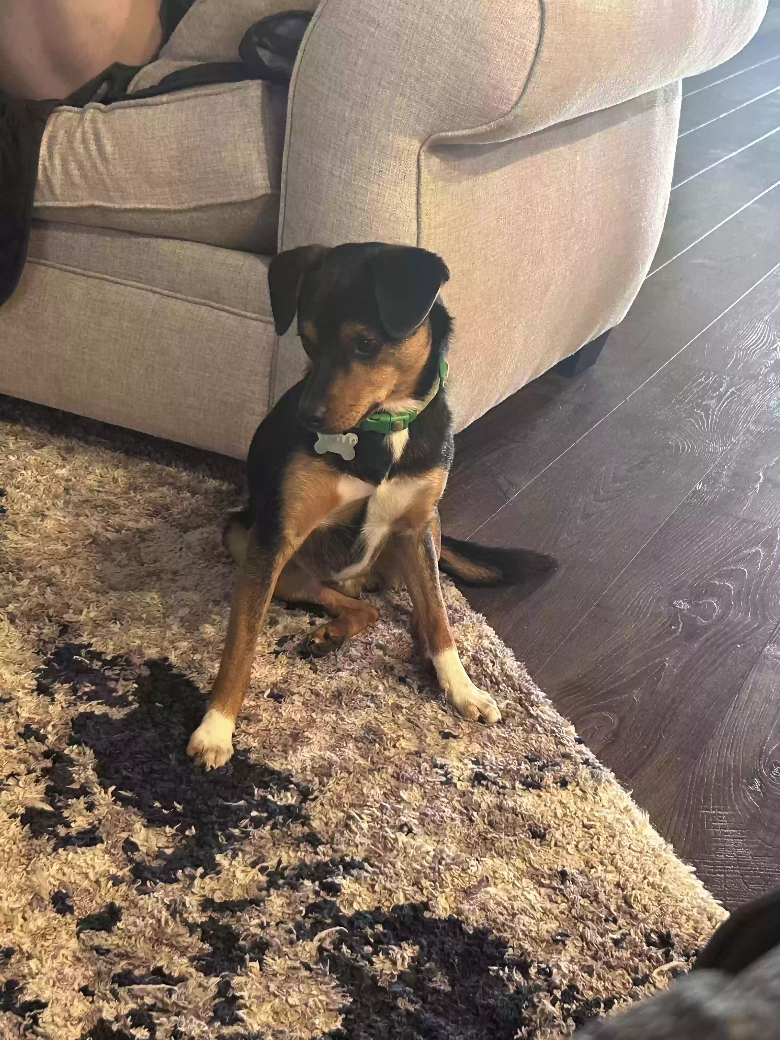 Lost dog in Abilene, TX, 79606