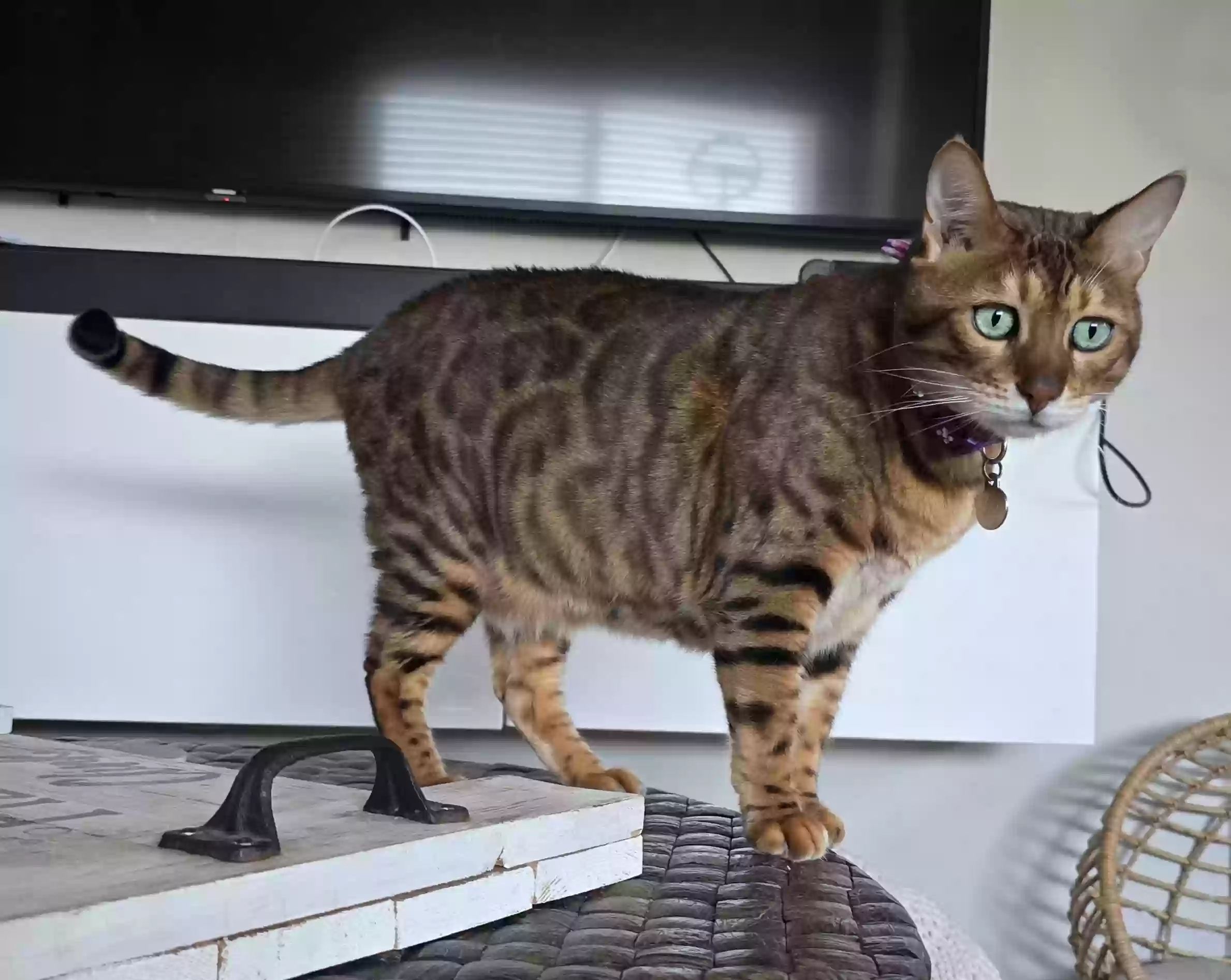 Lost cat in Downey, CA, 90241